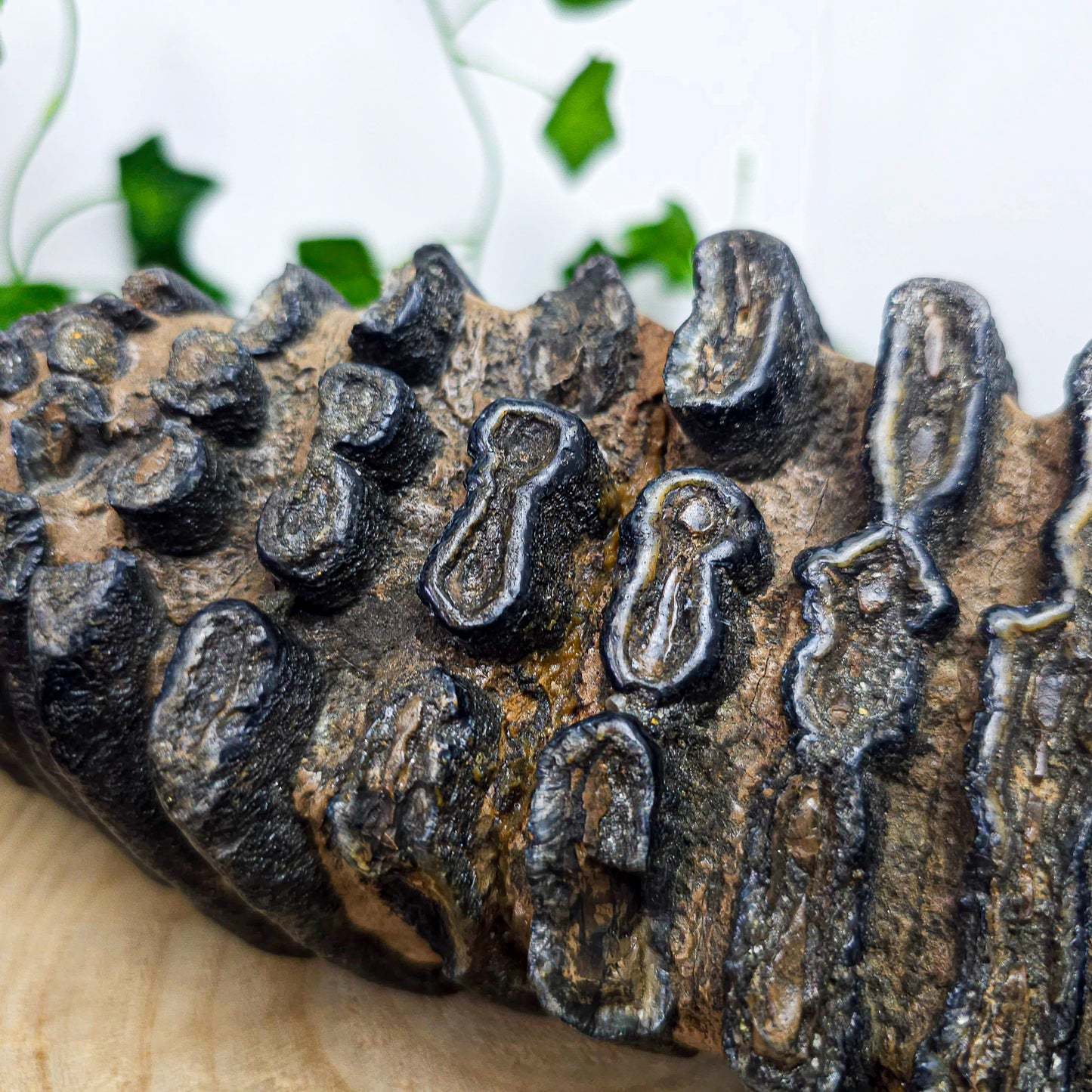 Mammoth Tooth