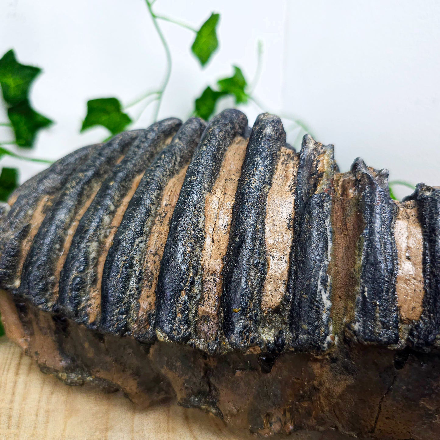 Mammoth Tooth