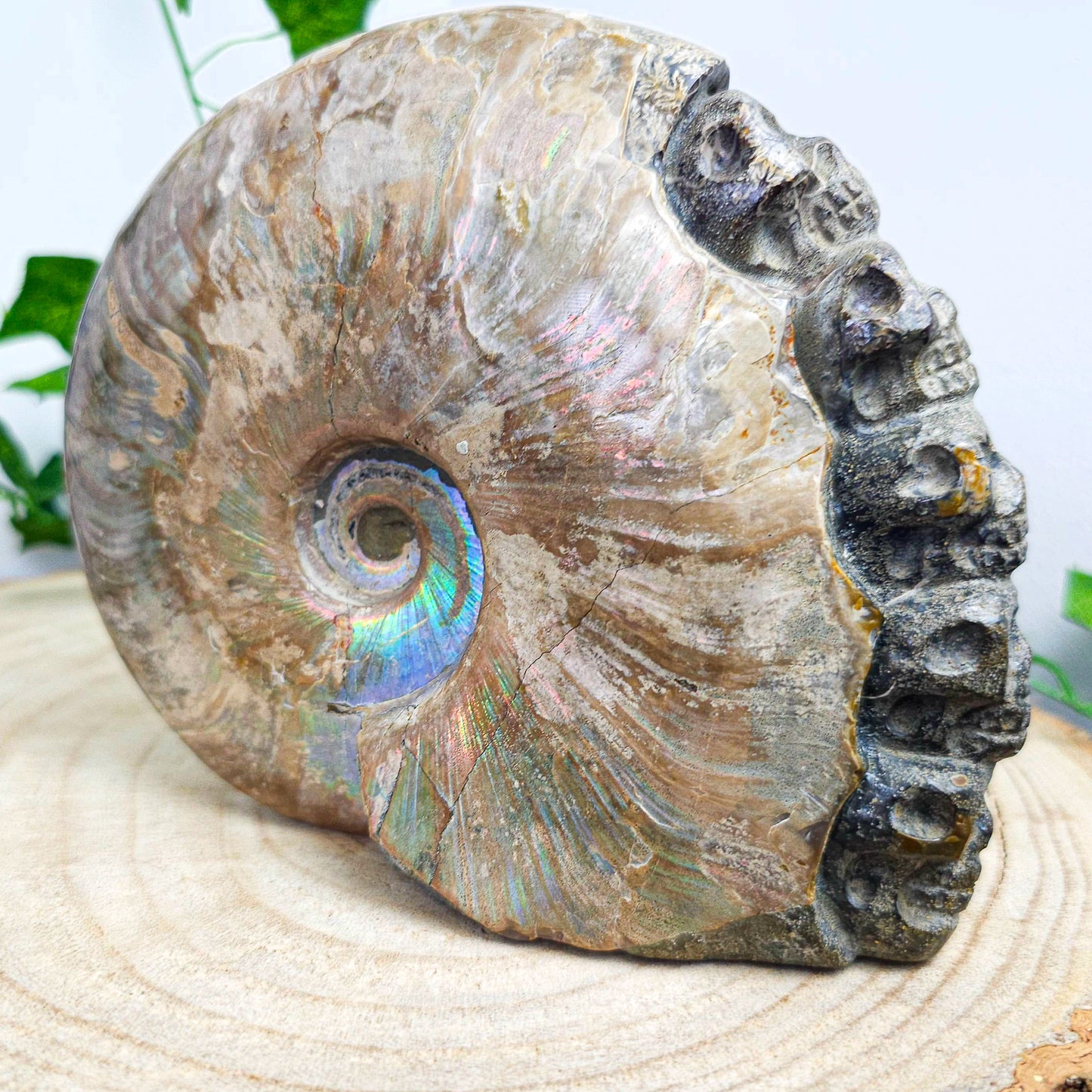 Ammonite Shell with Skull Carvings