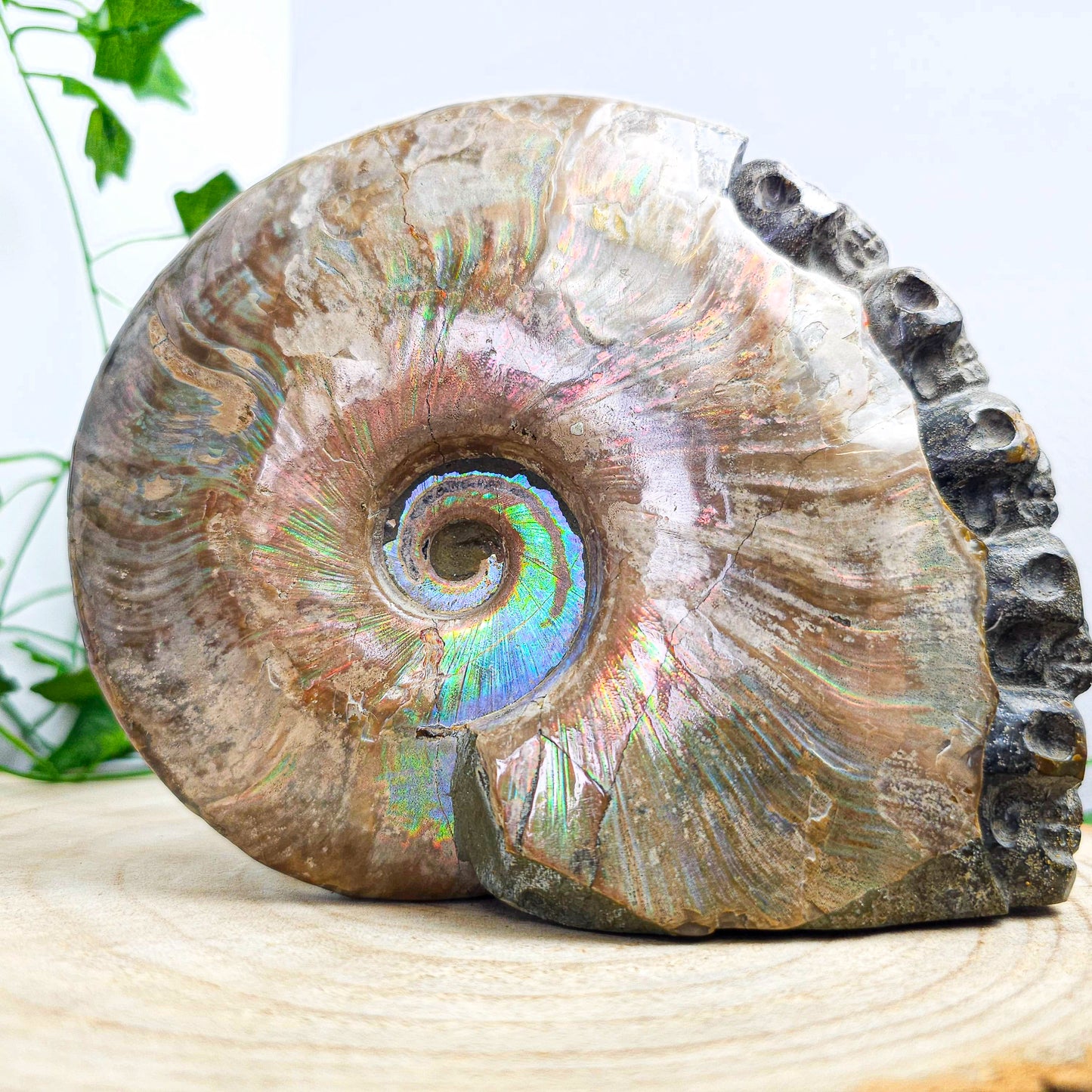 Ammonite Shell with Skull Carvings