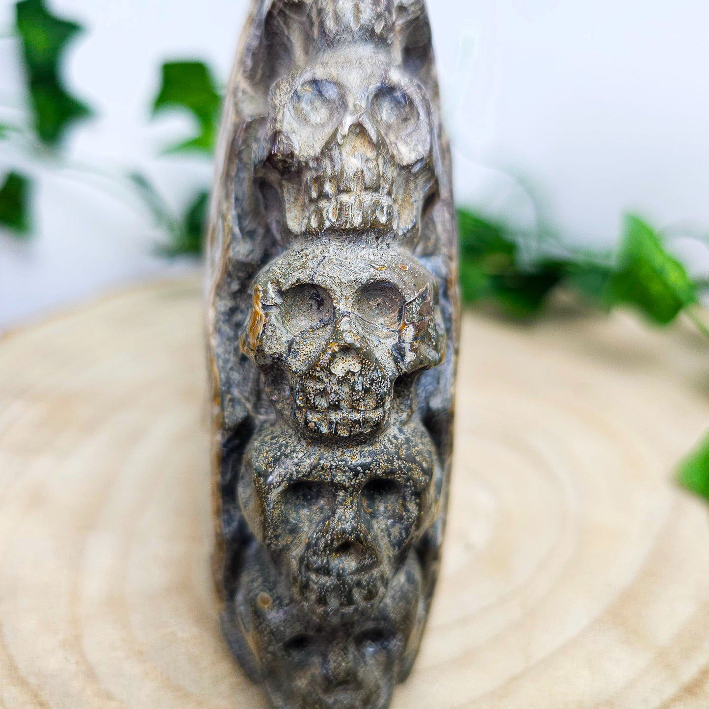Ammonite Shell with Skull Carvings