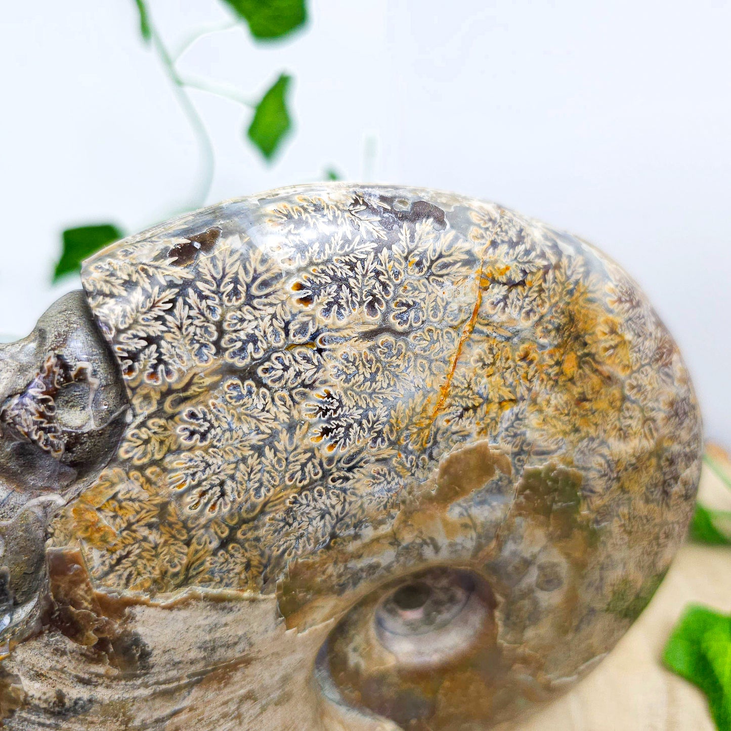 Ammonite Shell with Skull Carvings