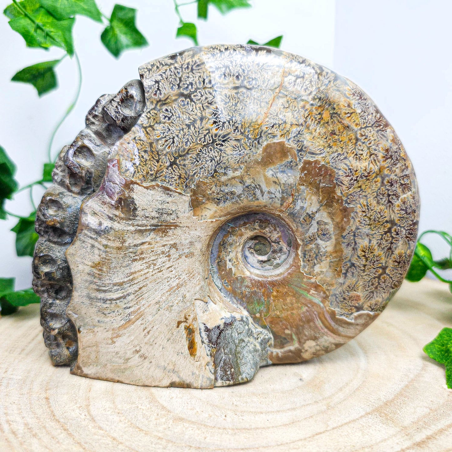 Ammonite Shell with Skull Carvings