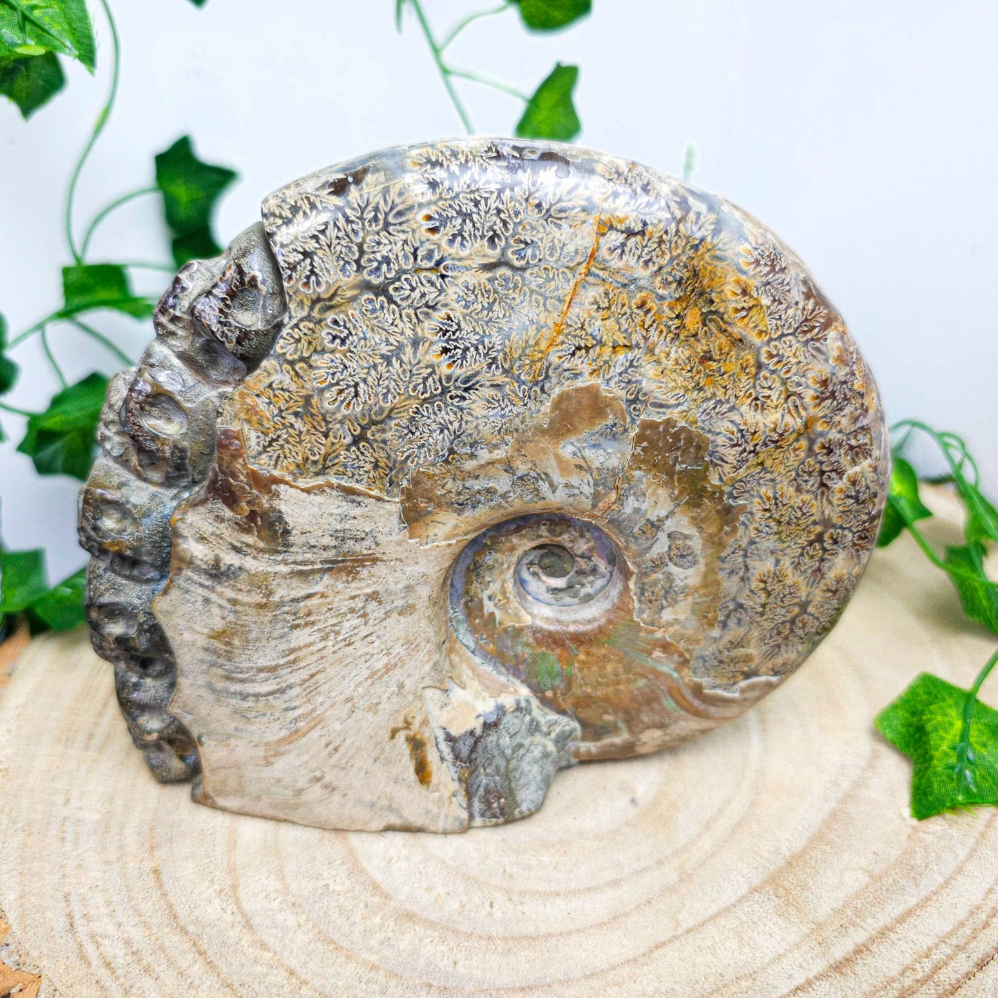 Ammonite Shell with Skull Carvings