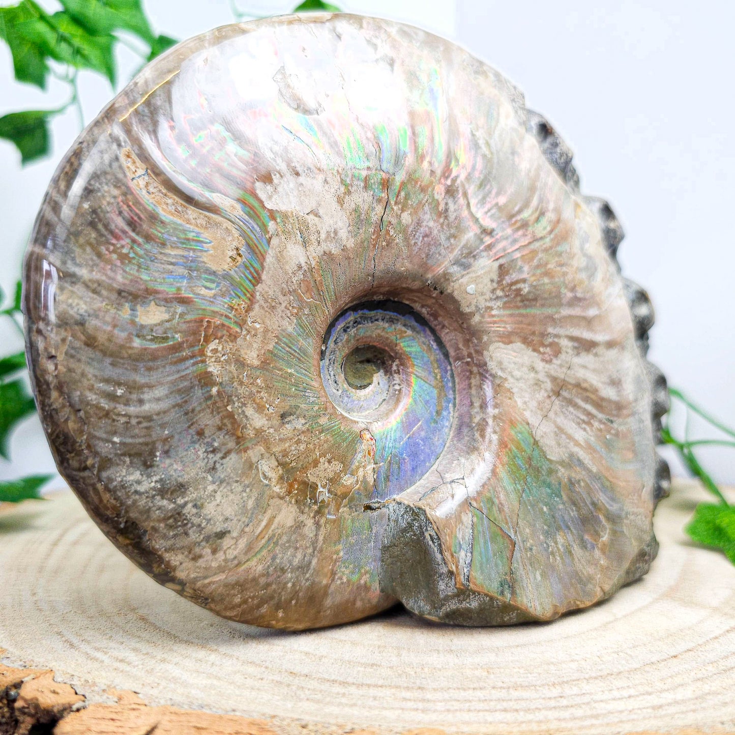 Ammonite Shell with Skull Carvings