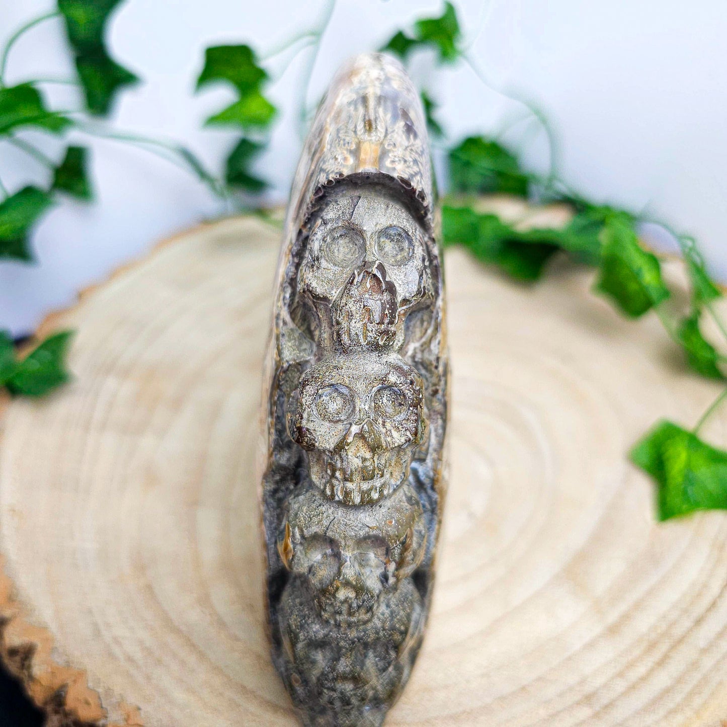 Ammonite Shell with Skull Carvings