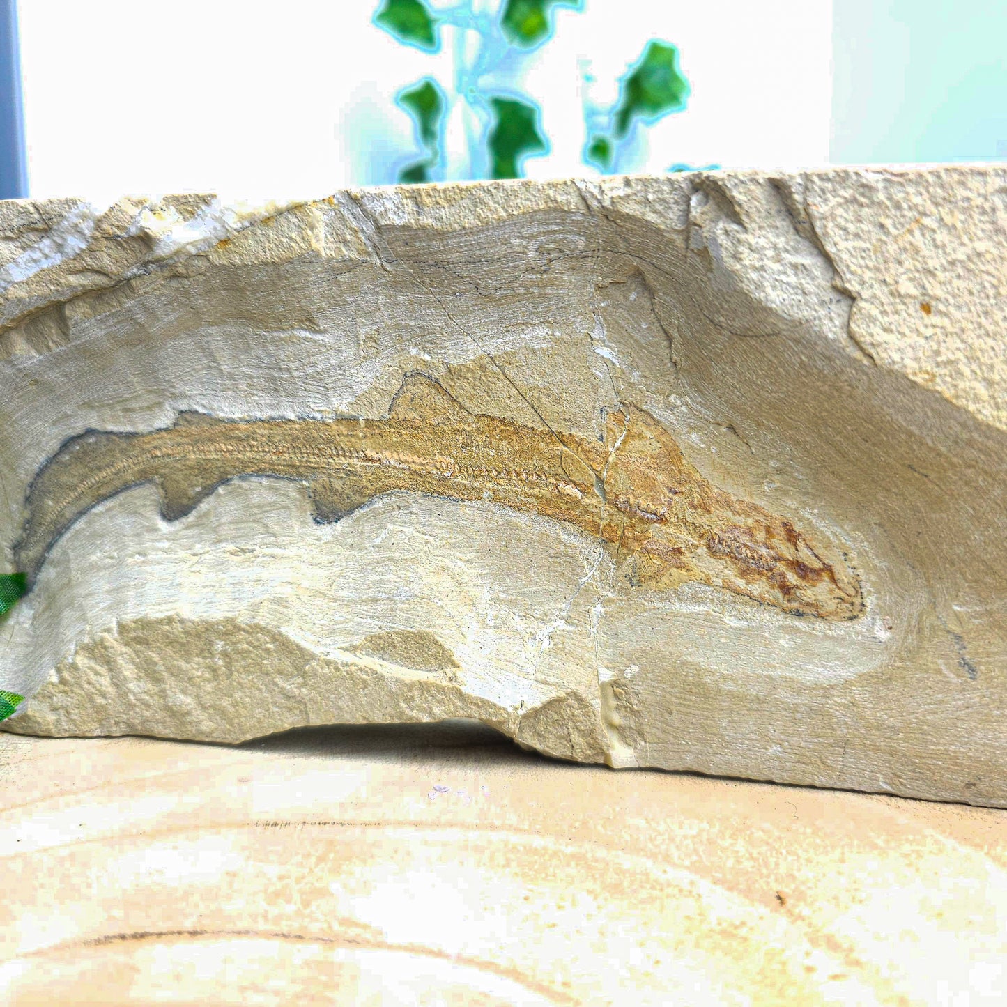 Fossilised Cat Shark