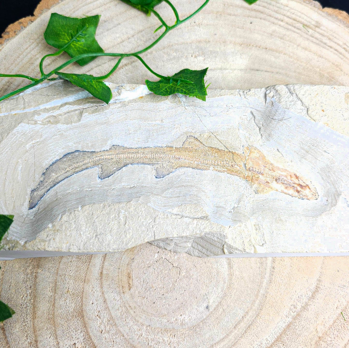 Fossilised Cat Shark