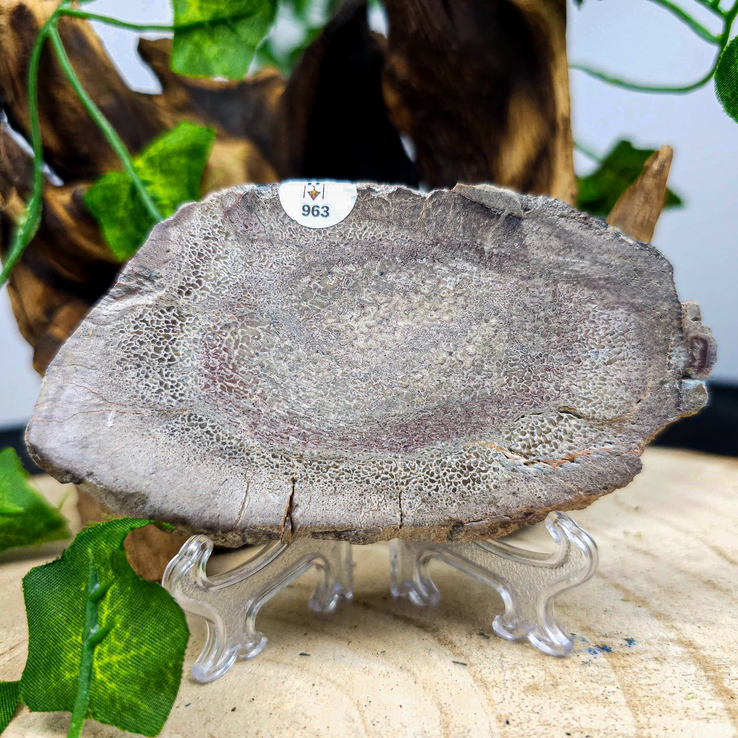 Dinosaur Bone slices