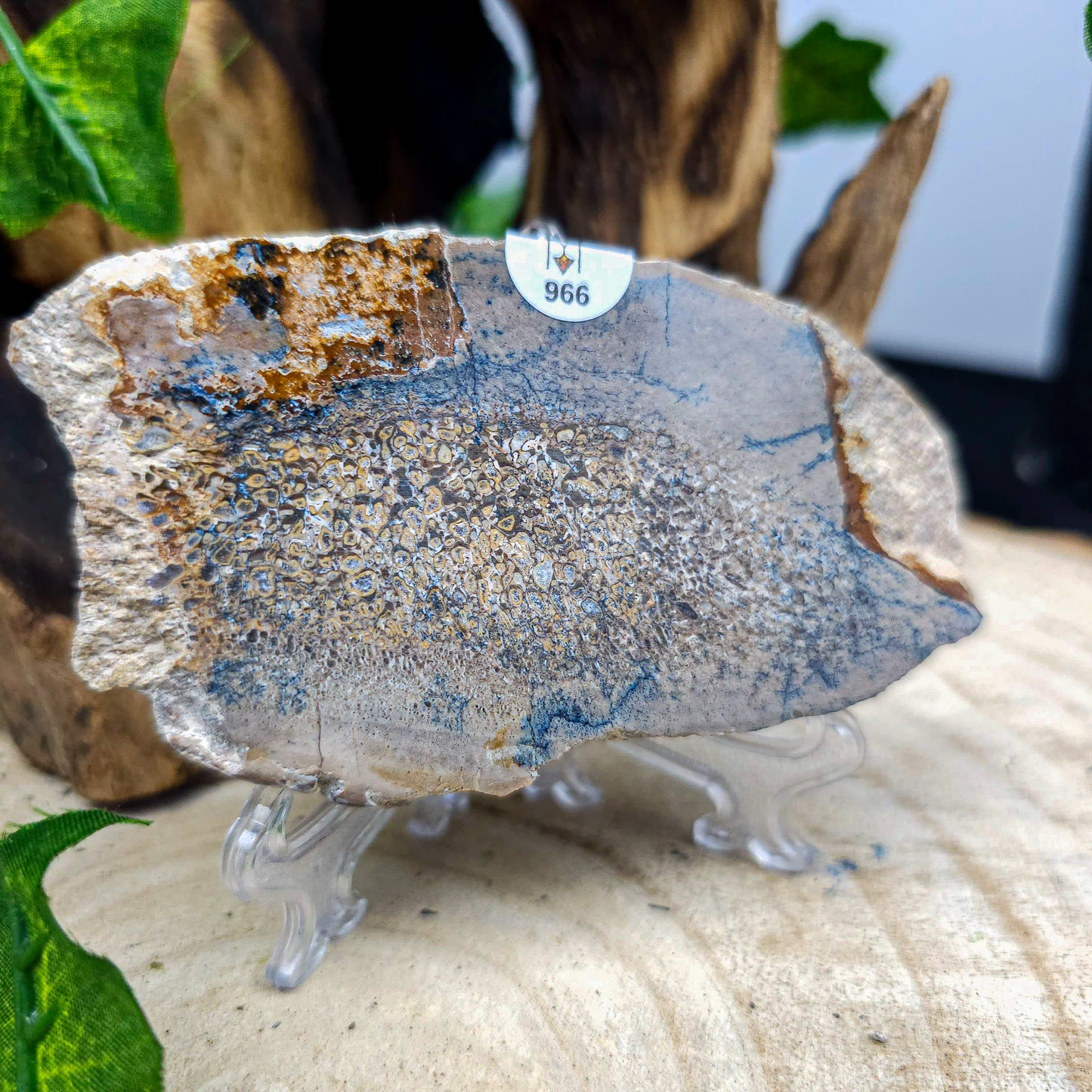 Dinosaur Bone slices