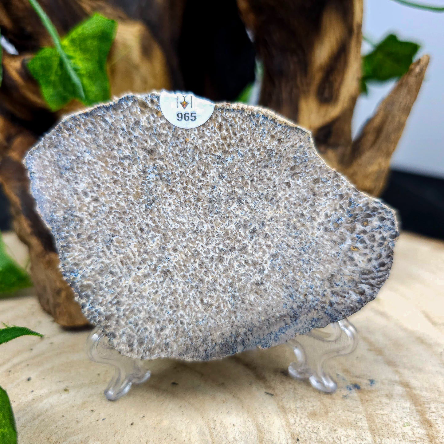 Dinosaur Bone slices