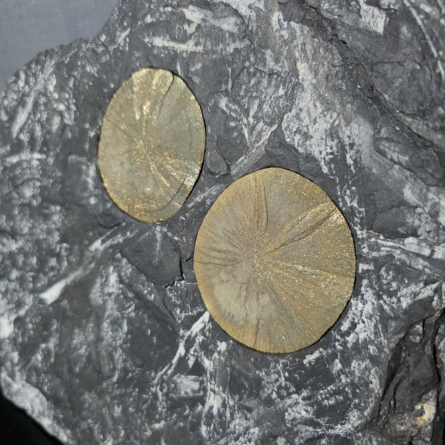 Pyrite Suns
