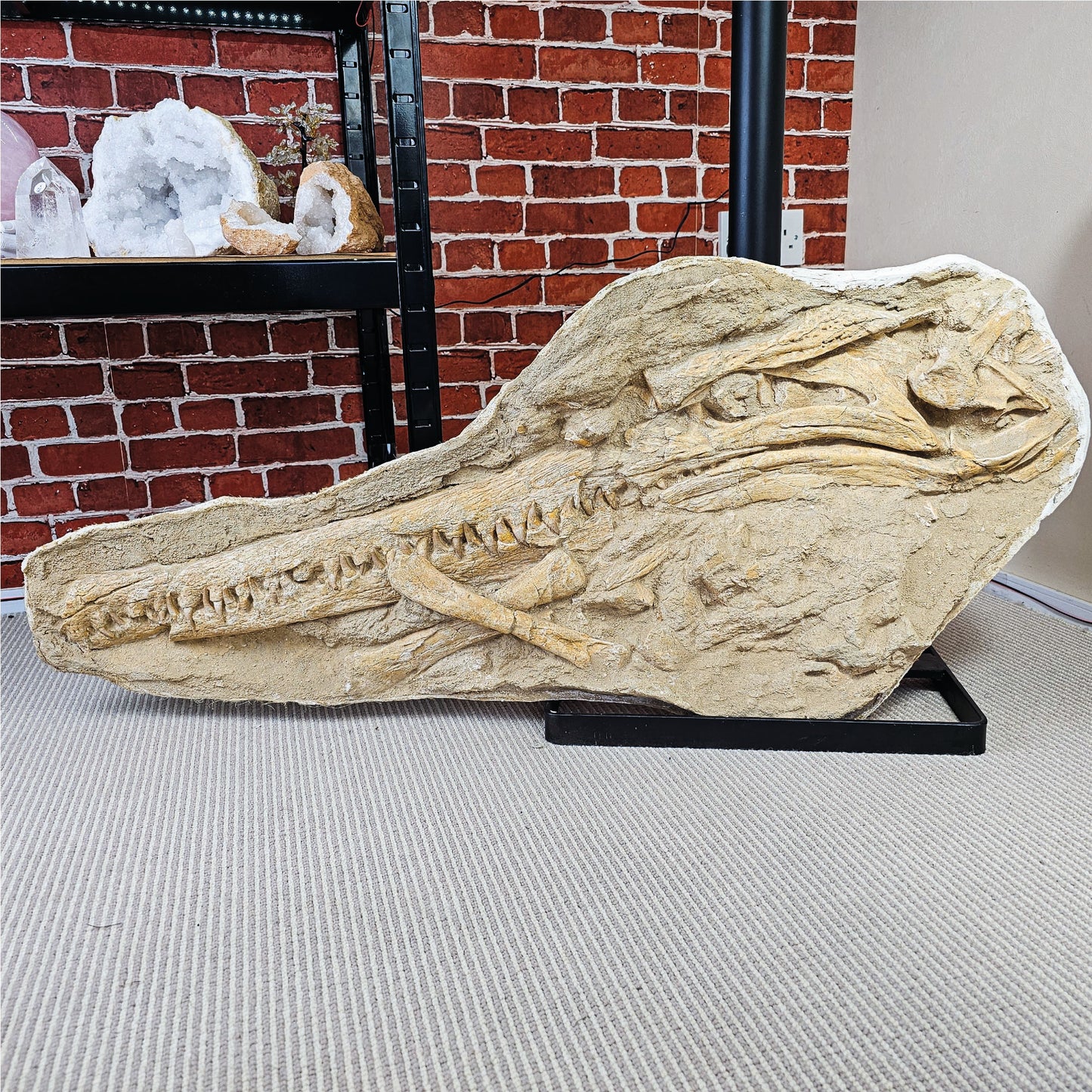 Fossilized Dyrosaurus Skull
