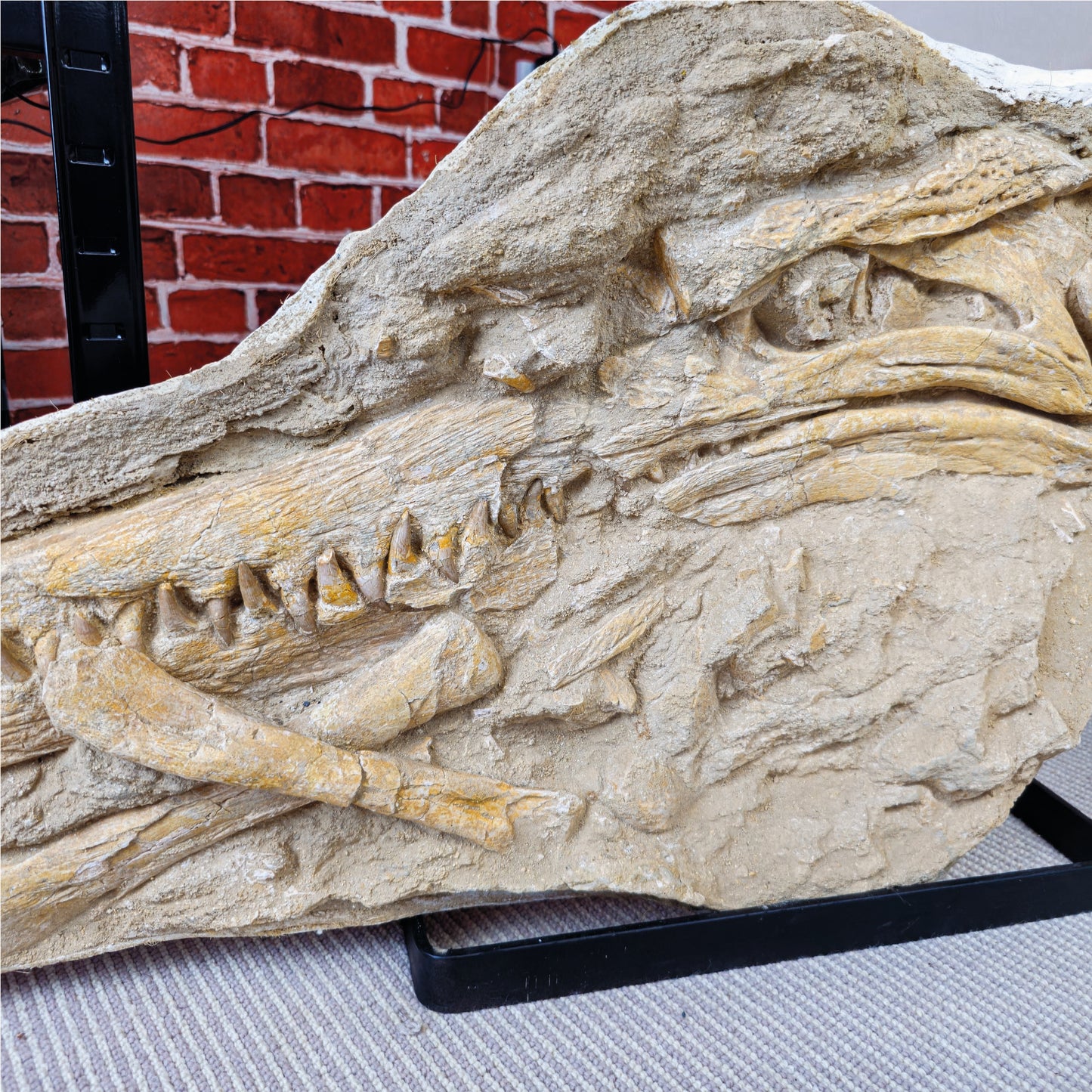 Fossilized Dyrosaurus Skull