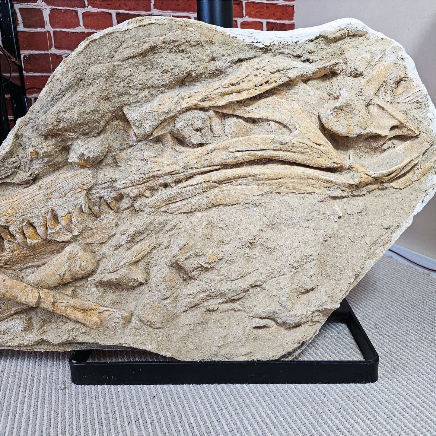Fossilized Dyrosaurus Skull