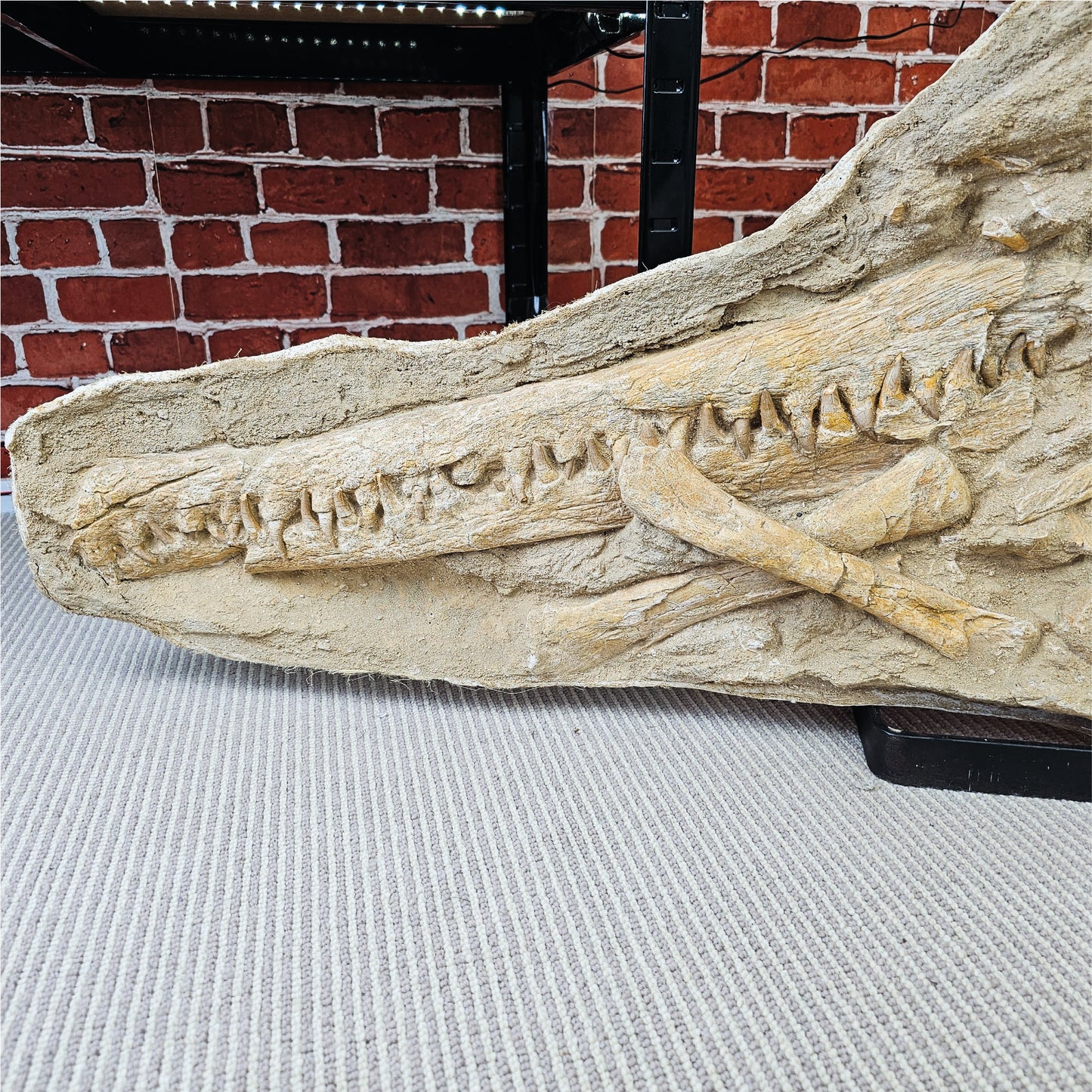 Fossilized Dyrosaurus Skull