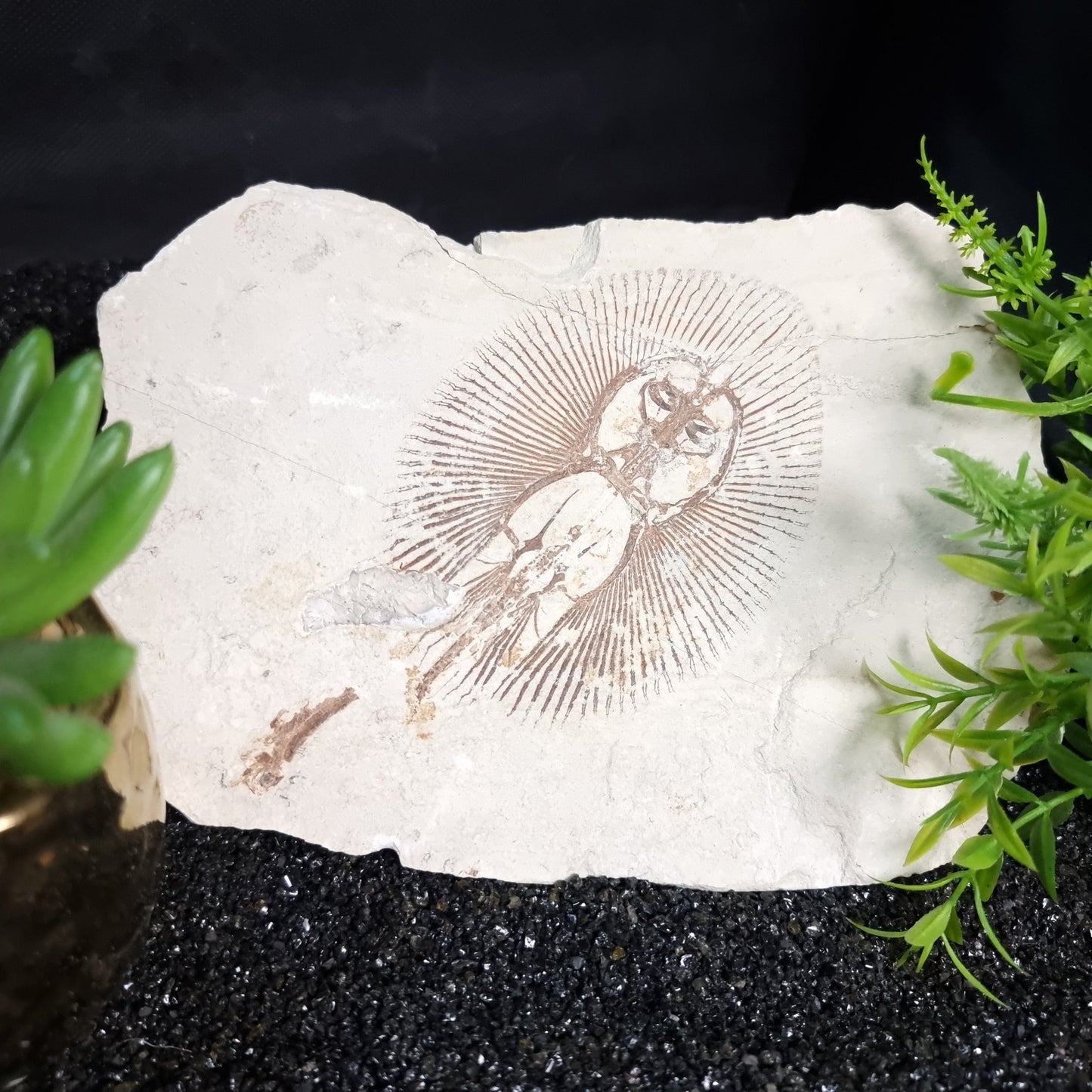 Fosilised Sting Ray Amazing Quality