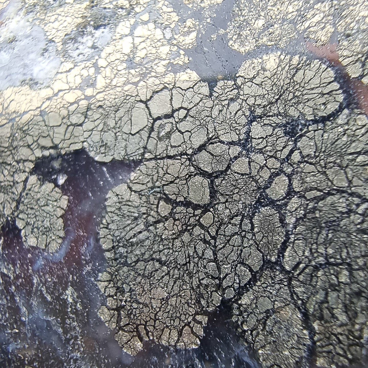 Pyrite in Chalcedony