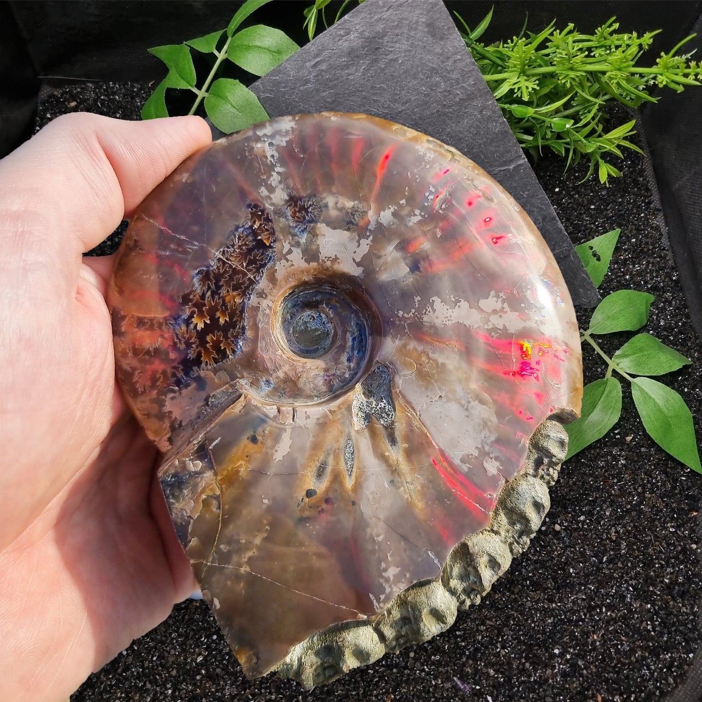 Ammonite Fossil with Carved Skulls