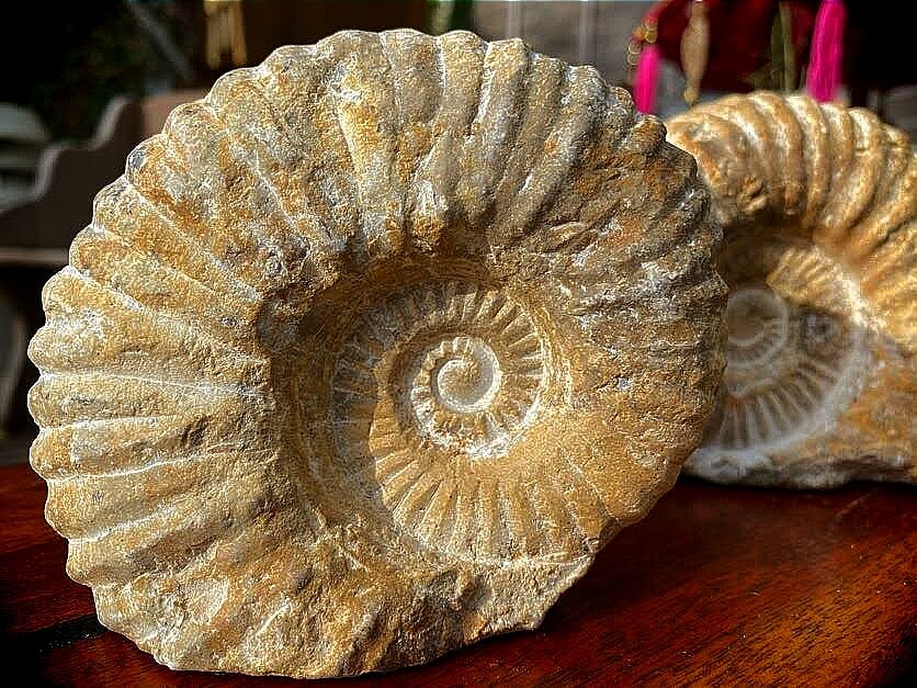 Ammonite knarly small medium large
