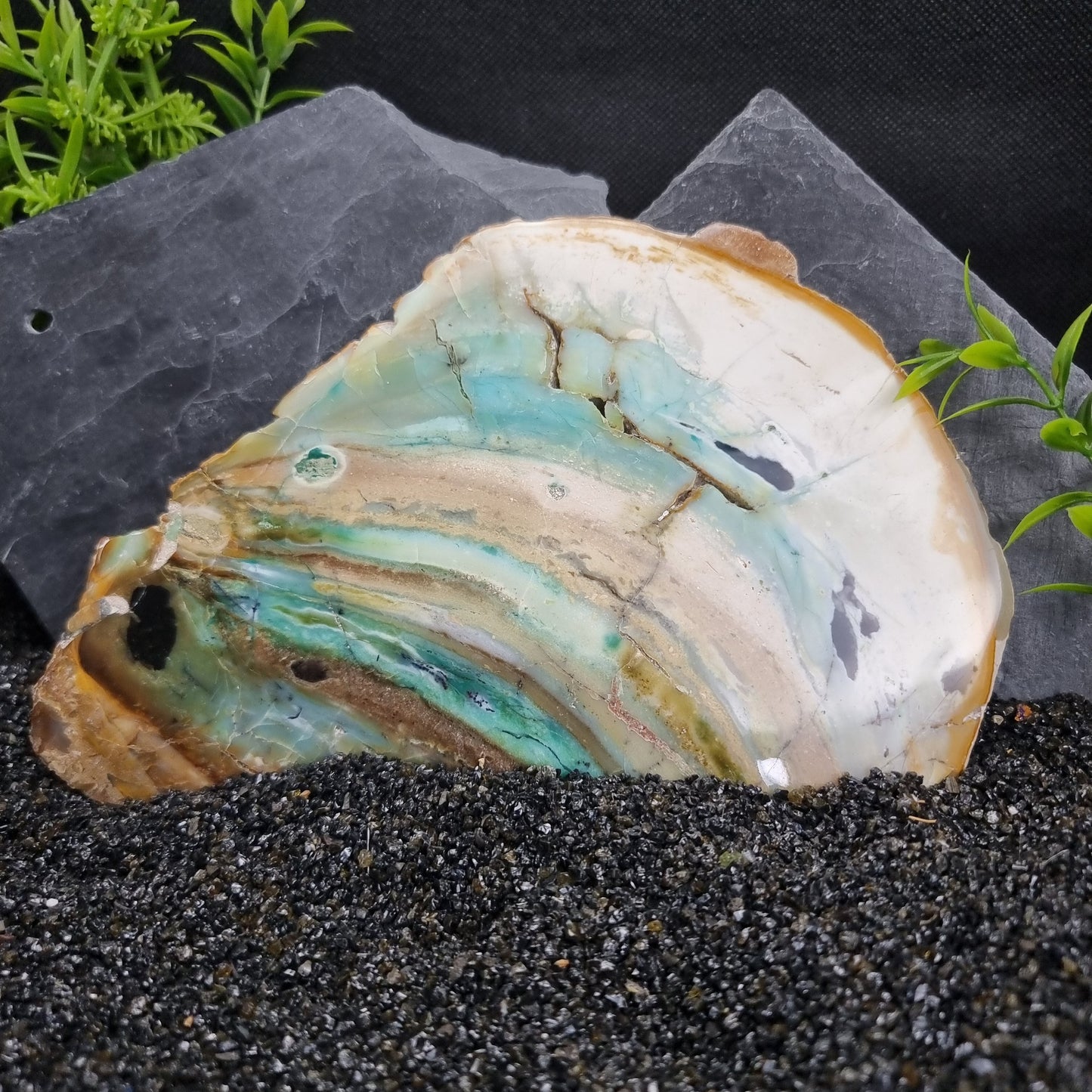 Blue Opal within fossilised wood