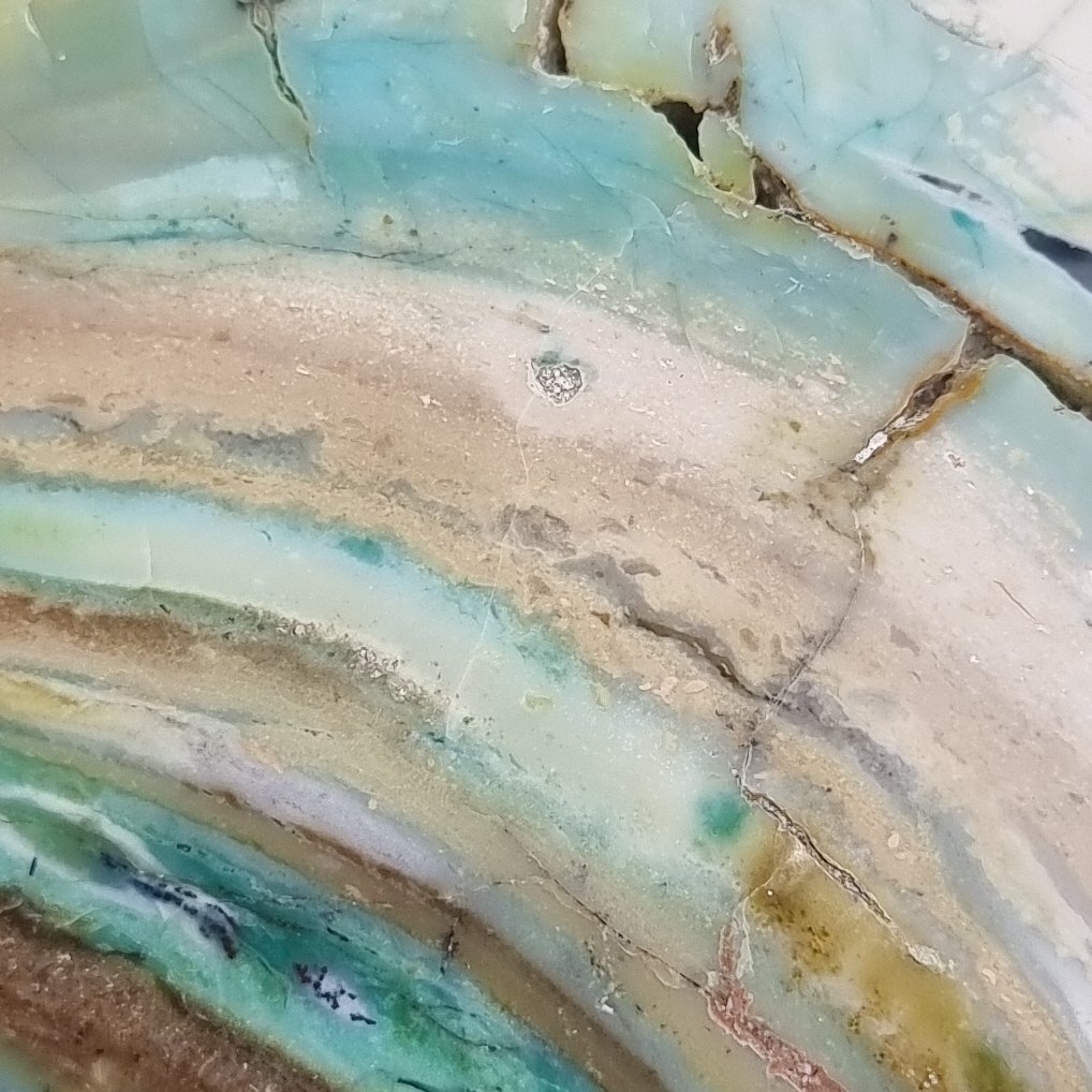 Blue Opal within fossilised wood