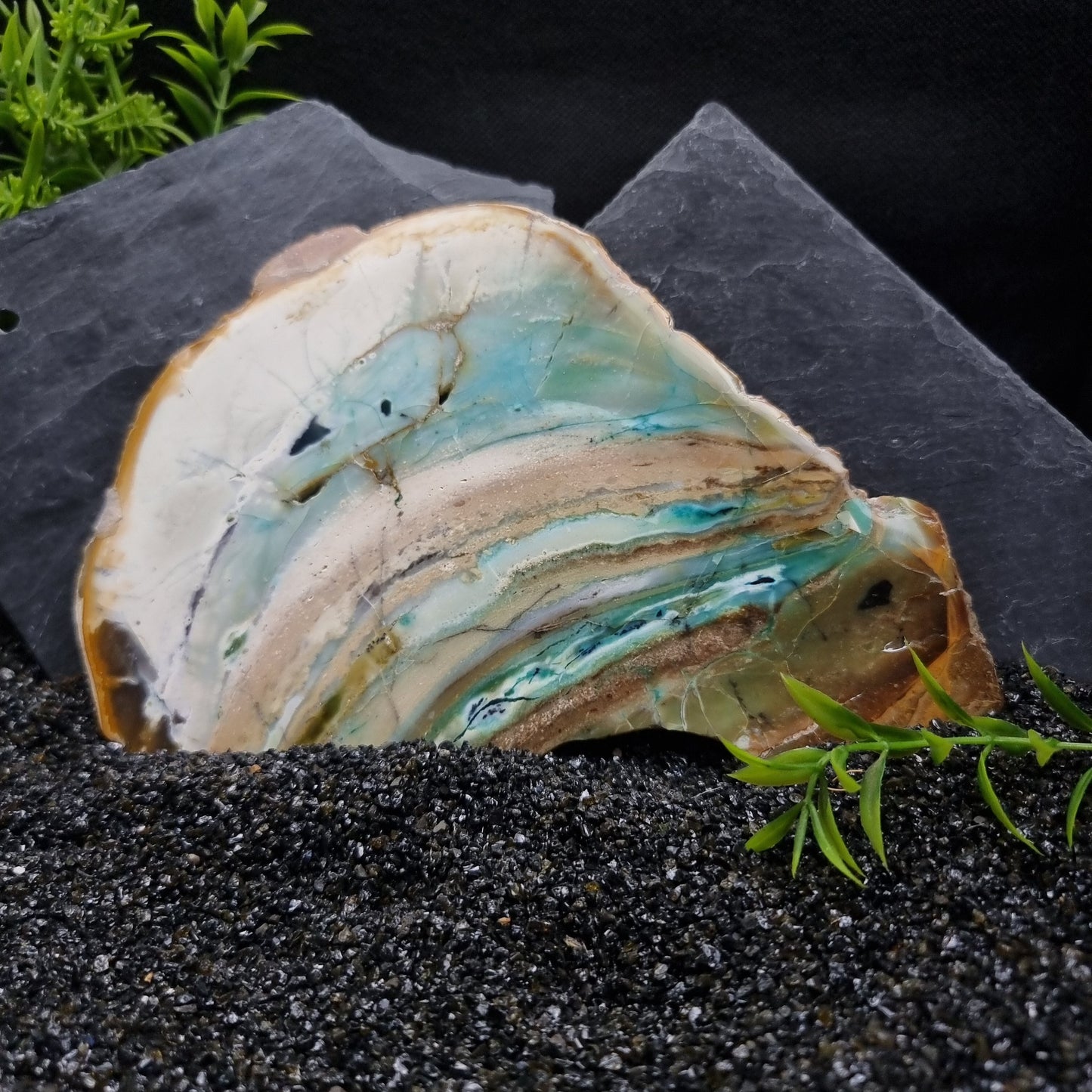 Blue Opal within fossilised wood