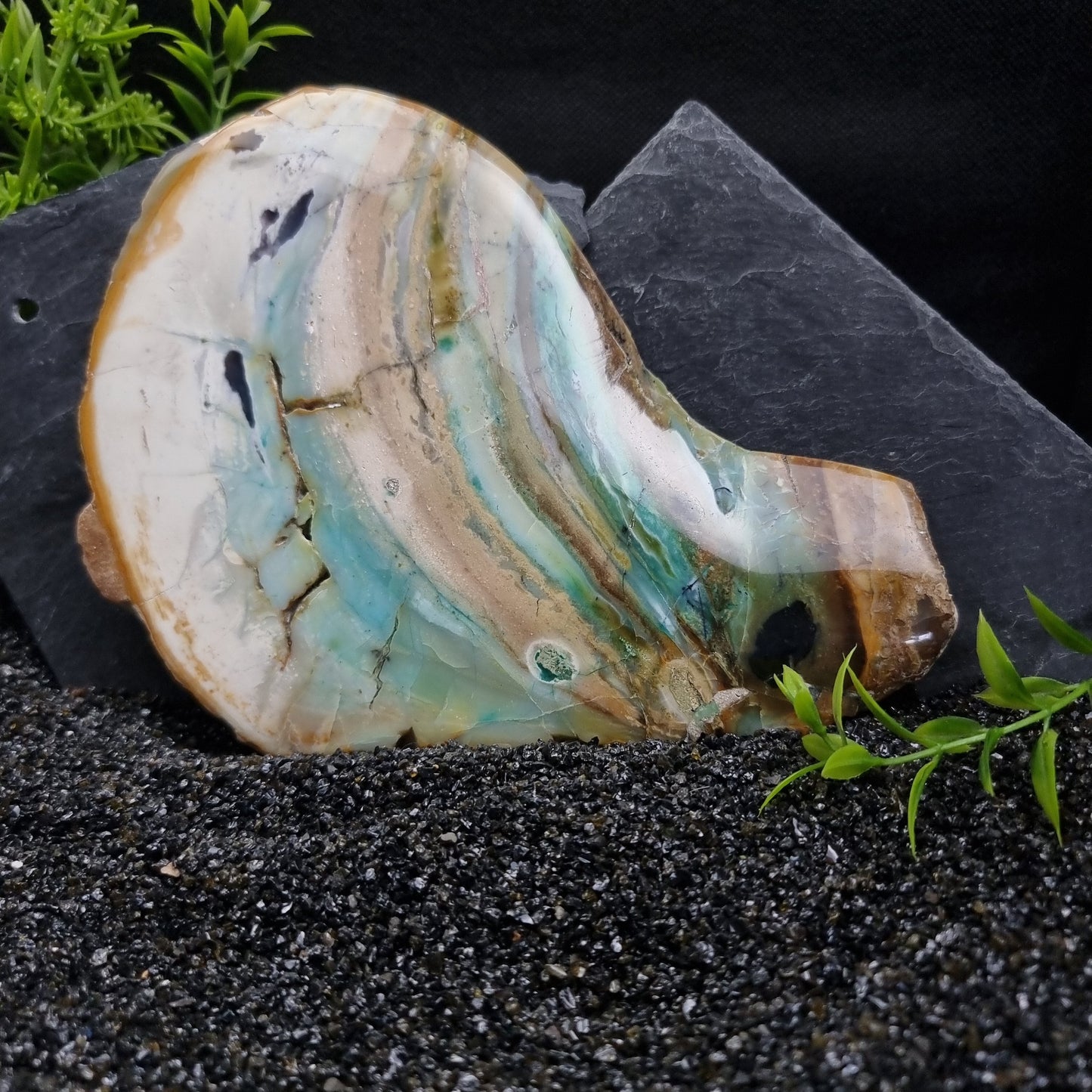 Blue Opal within fossilised wood