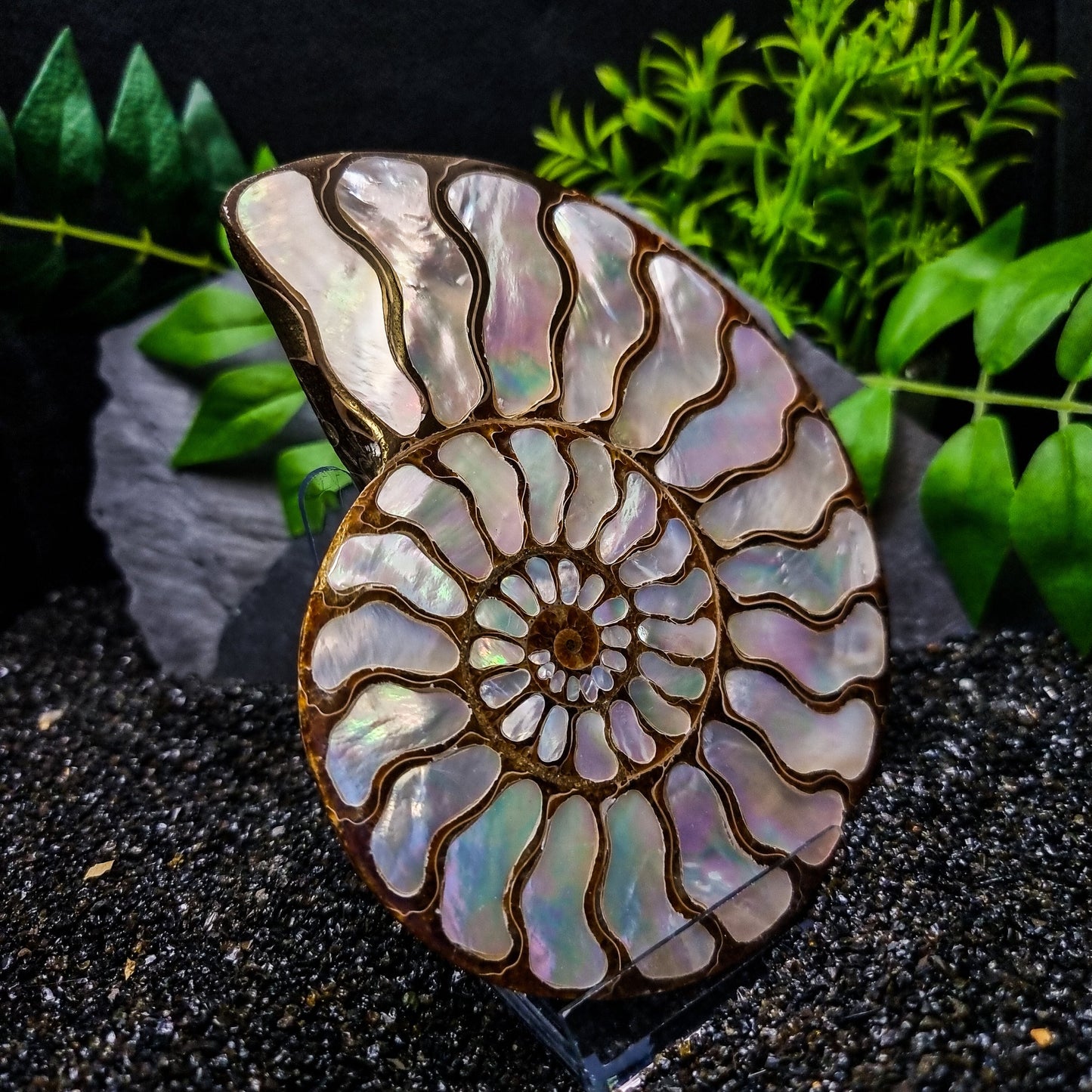 Ammonite Shell with Mother of Pearl Inlay