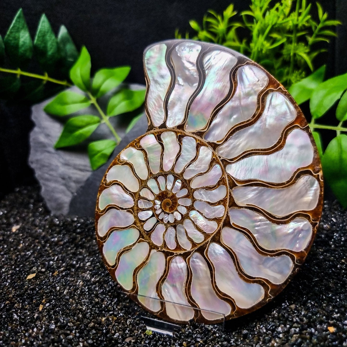 Ammonite Shell with Mother of Pearl Inlay