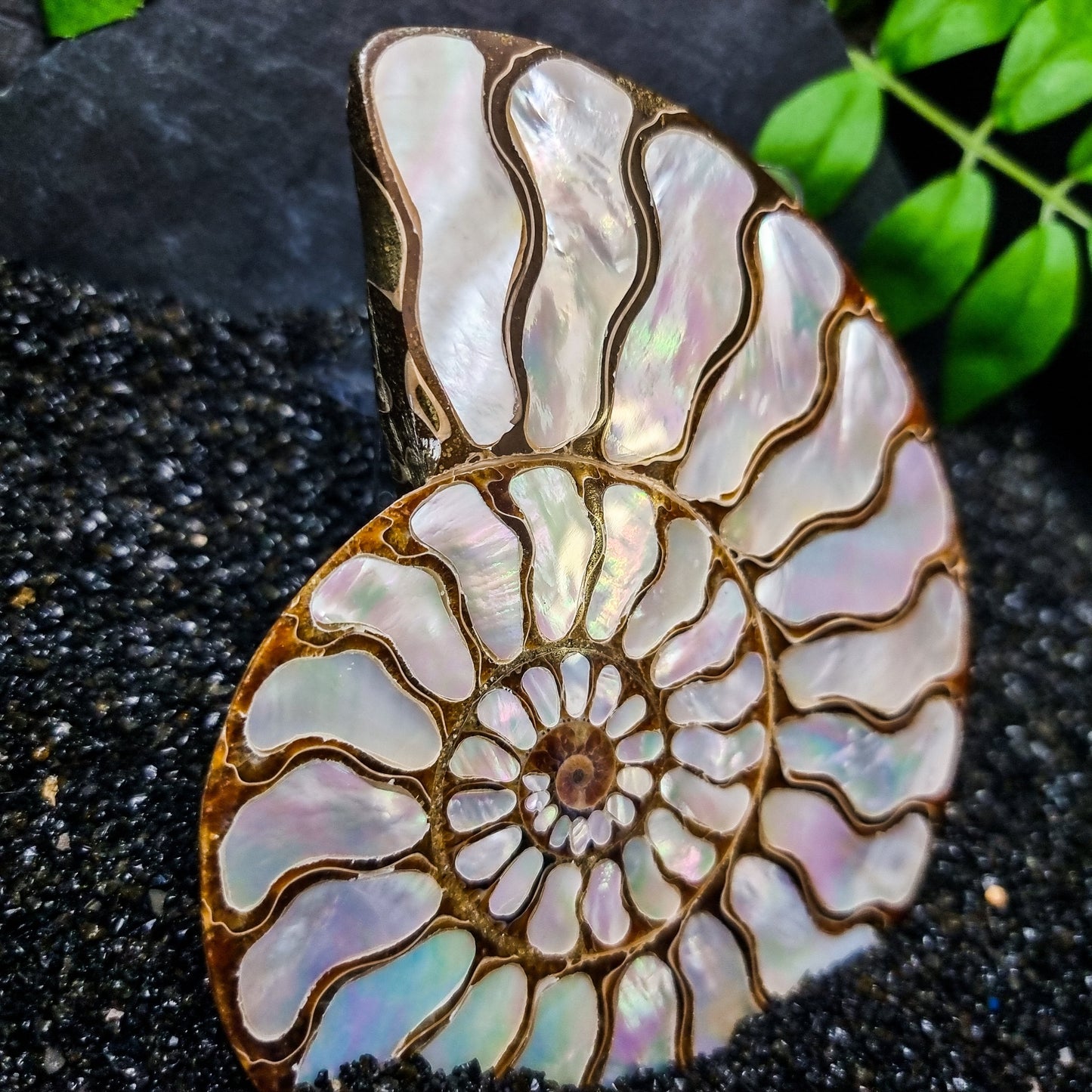 Ammonite Shell with Mother of Pearl Inlay