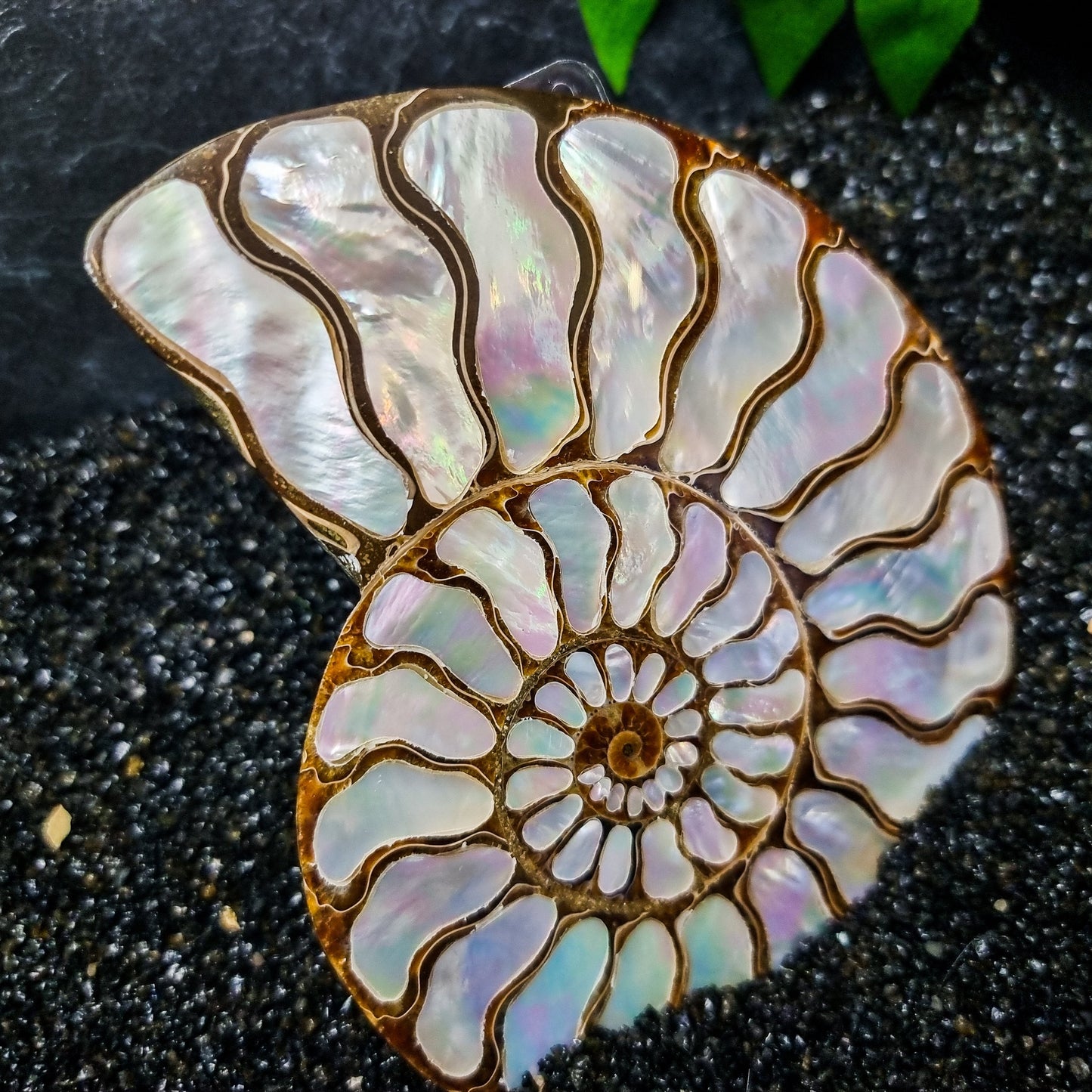 Ammonite Shell with Mother of Pearl Inlay