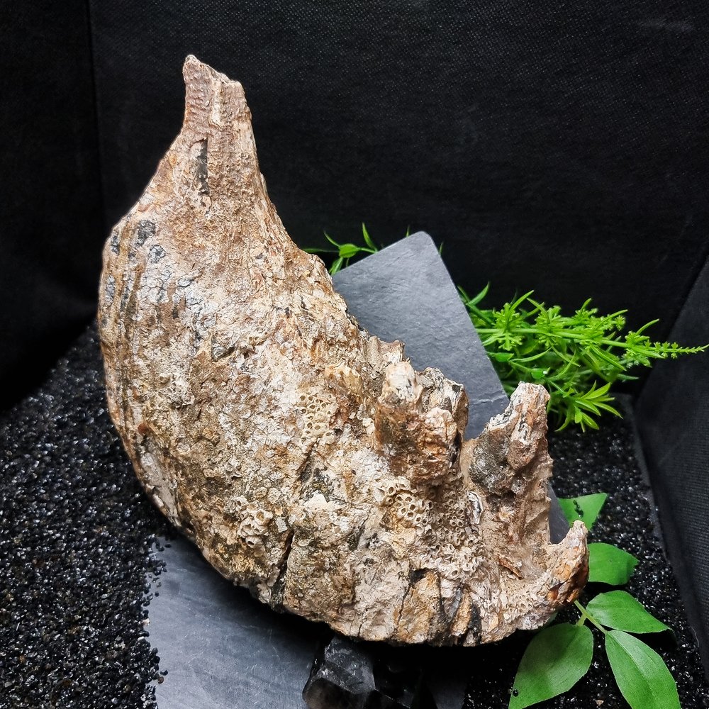 Fossilised Mammoth Tooth