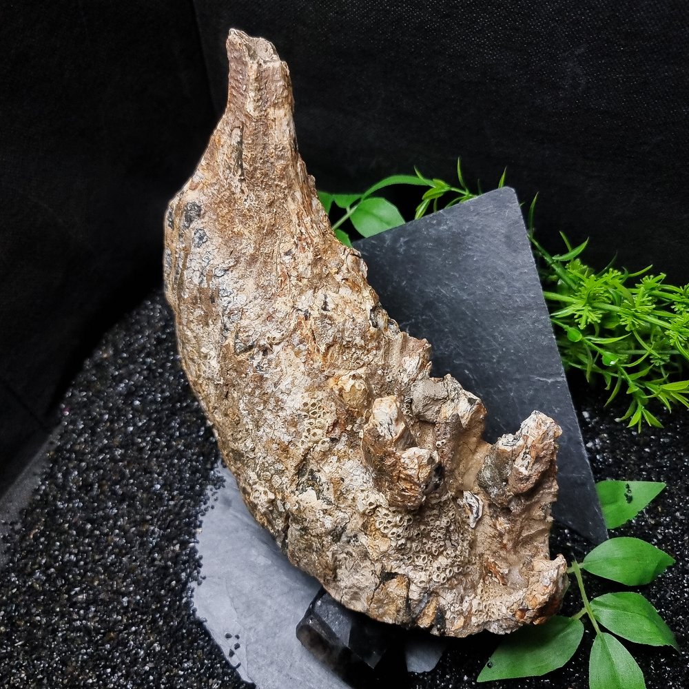 Fossilised Mammoth Tooth