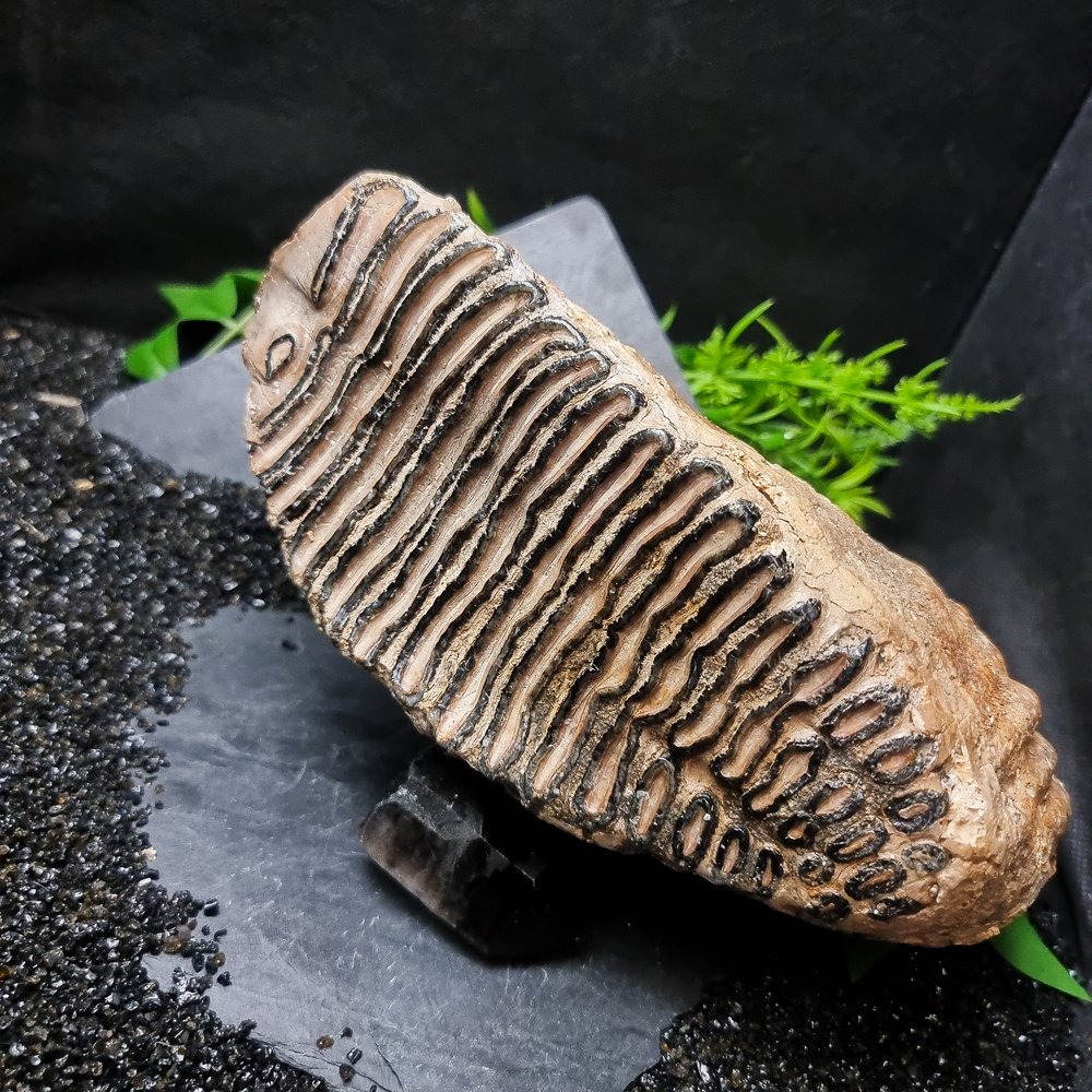 Fossilised Mammoth Tooth