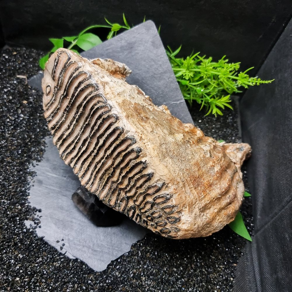 Fossilised Mammoth Tooth