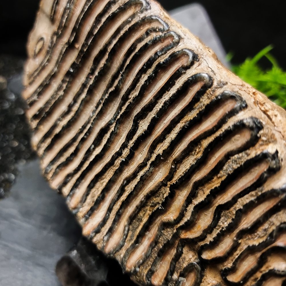 Fossilised Mammoth Tooth