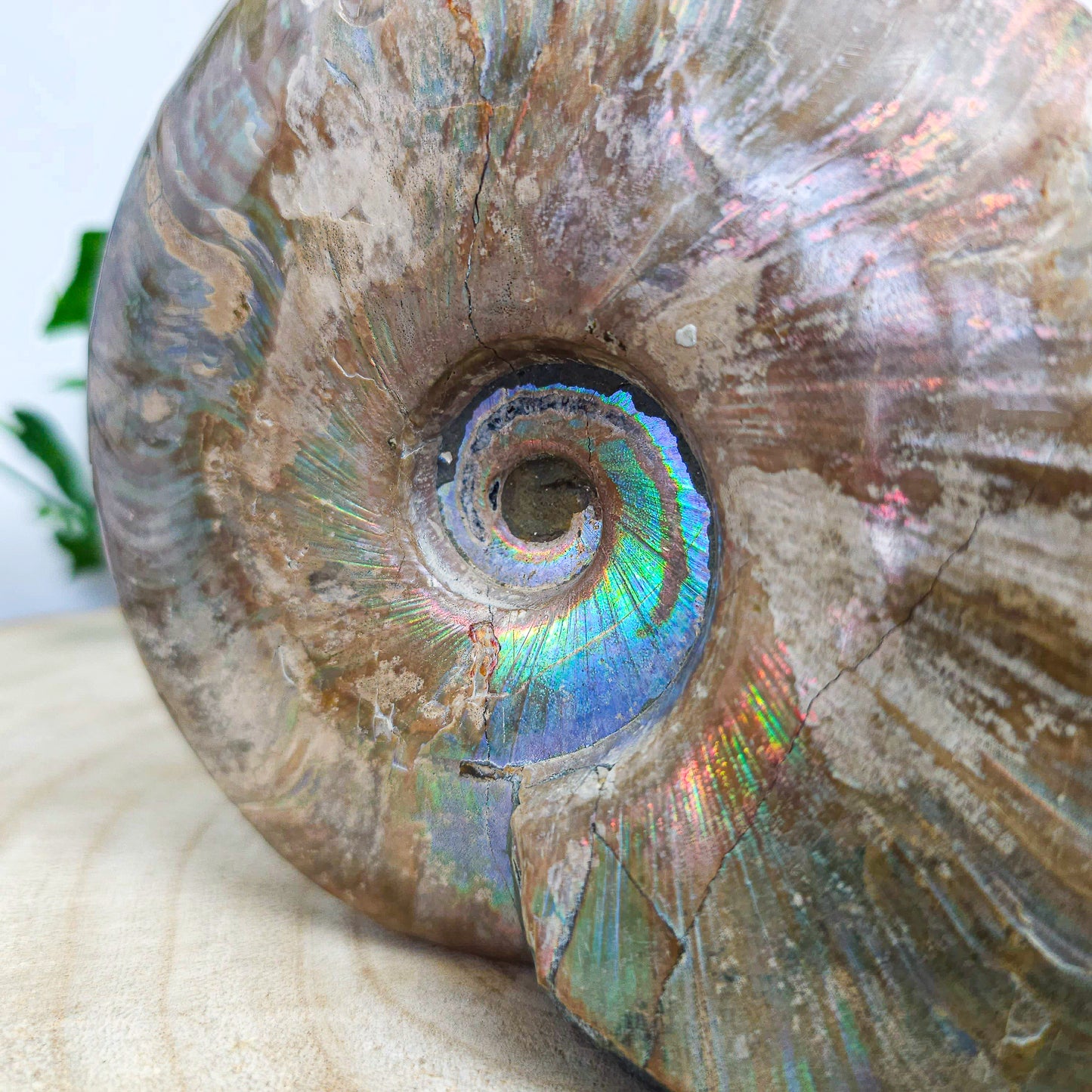 Ammonite Shell with Skull Carvings