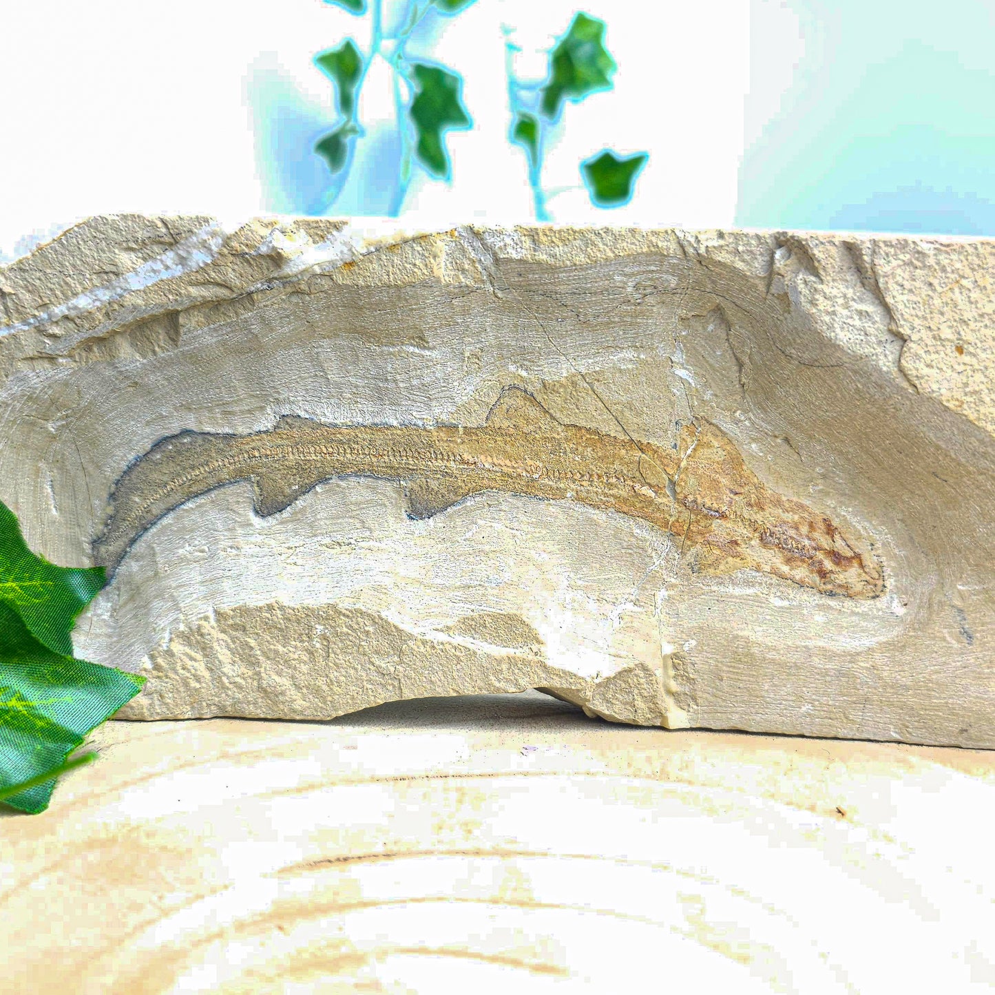 Fossilised Cat Shark