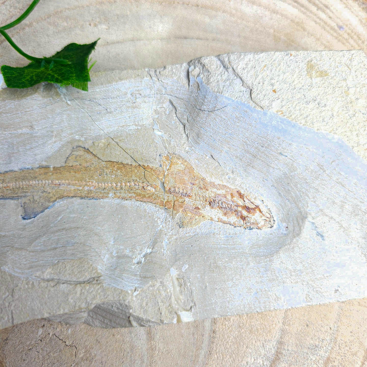 Fossilised Cat Shark