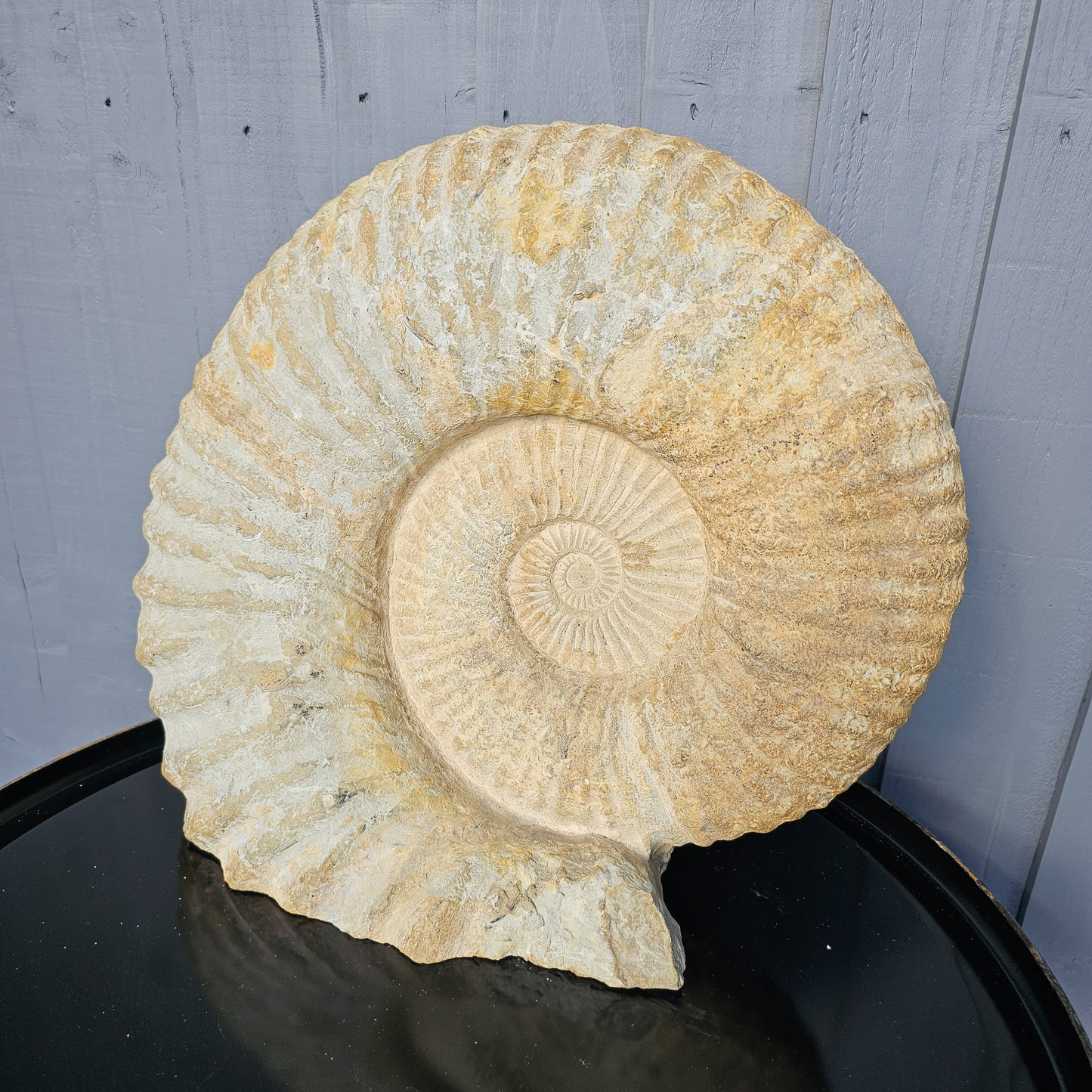 Large Ammonite Fossil