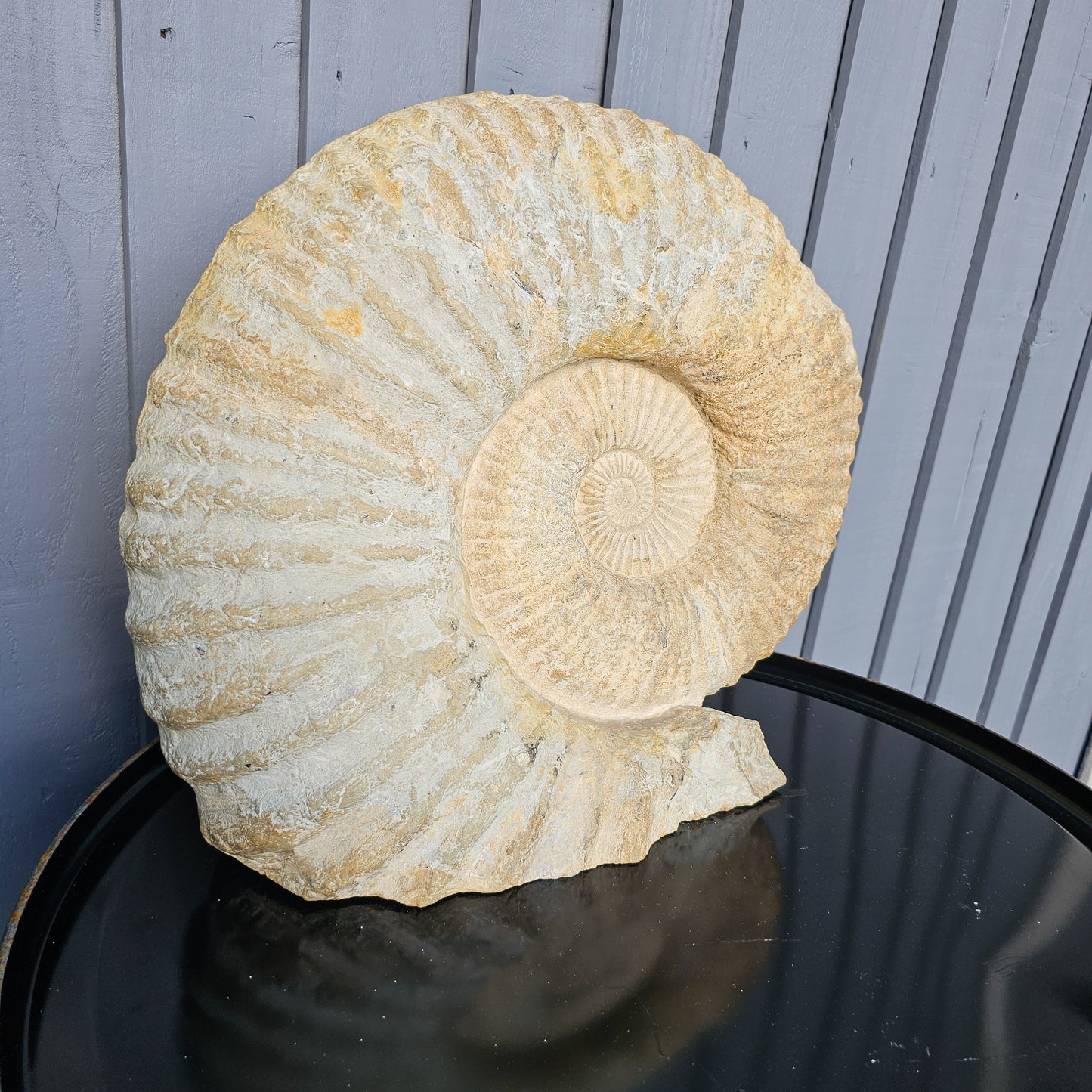 Large Ammonite Fossil