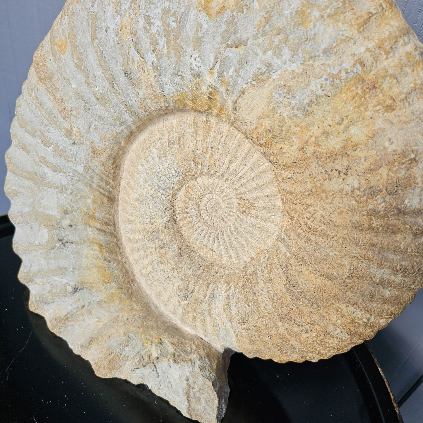 Large Ammonite Fossil