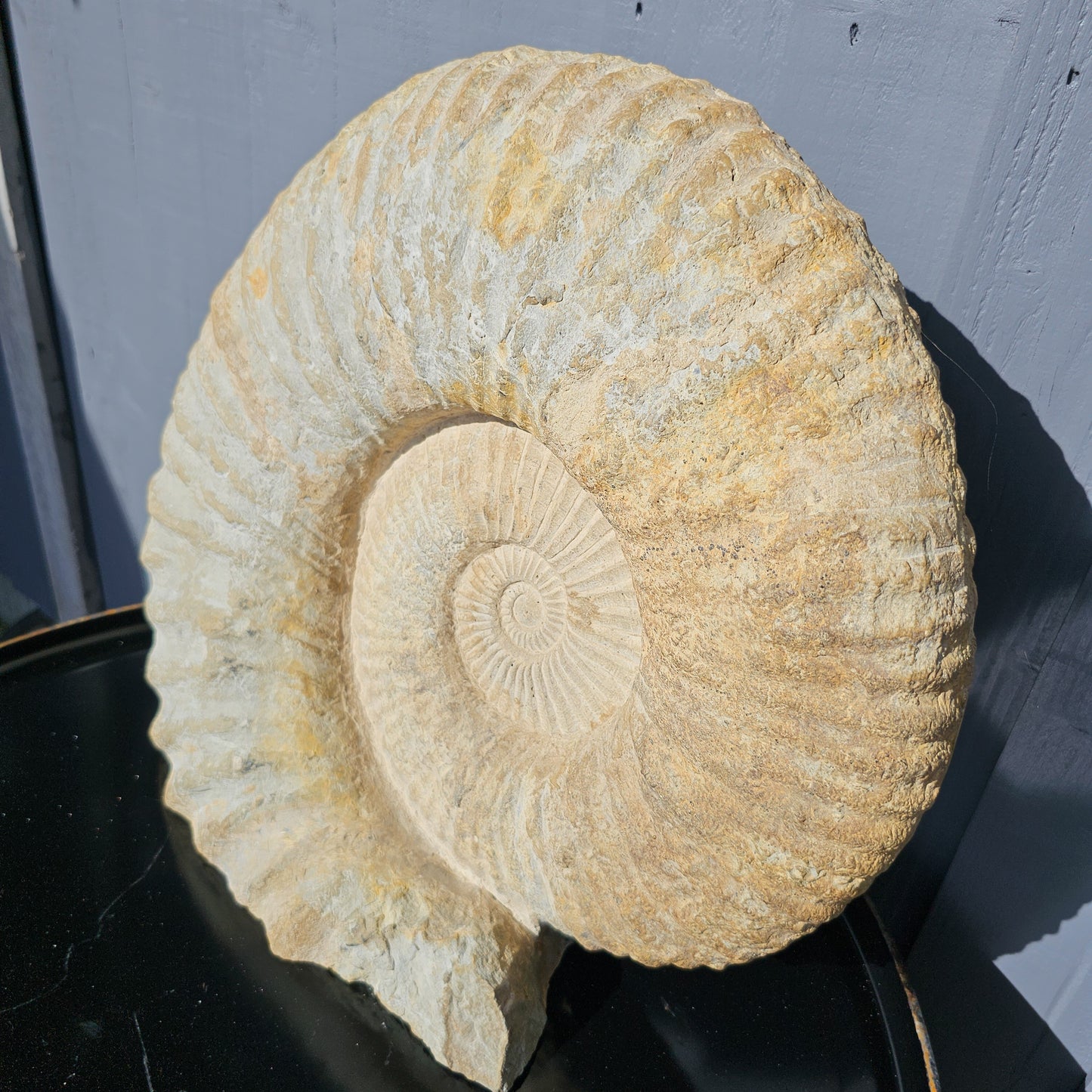 Large Ammonite Fossil