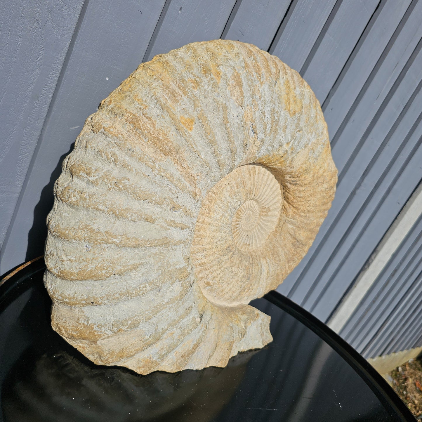 Large Ammonite Fossil