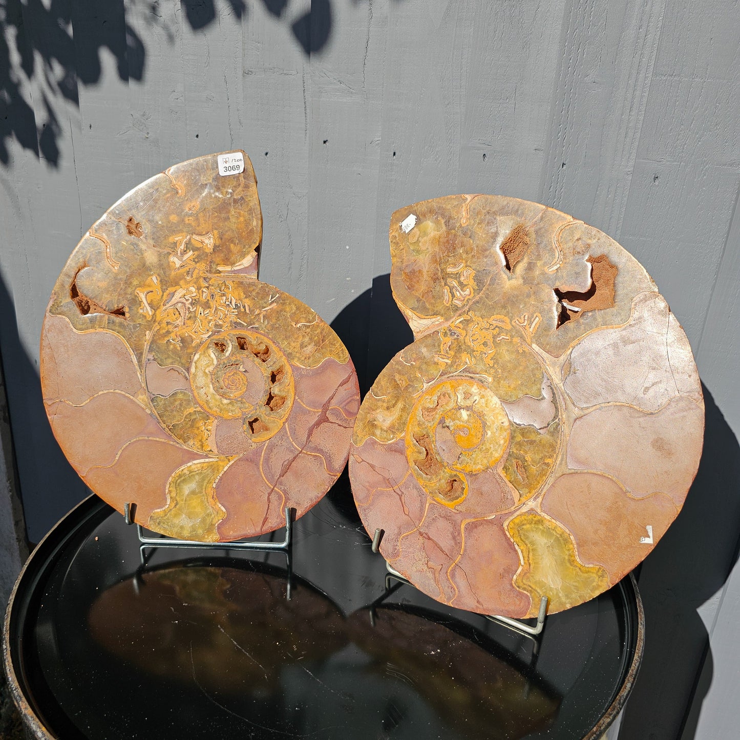 Large Ammonite Fossil Pair