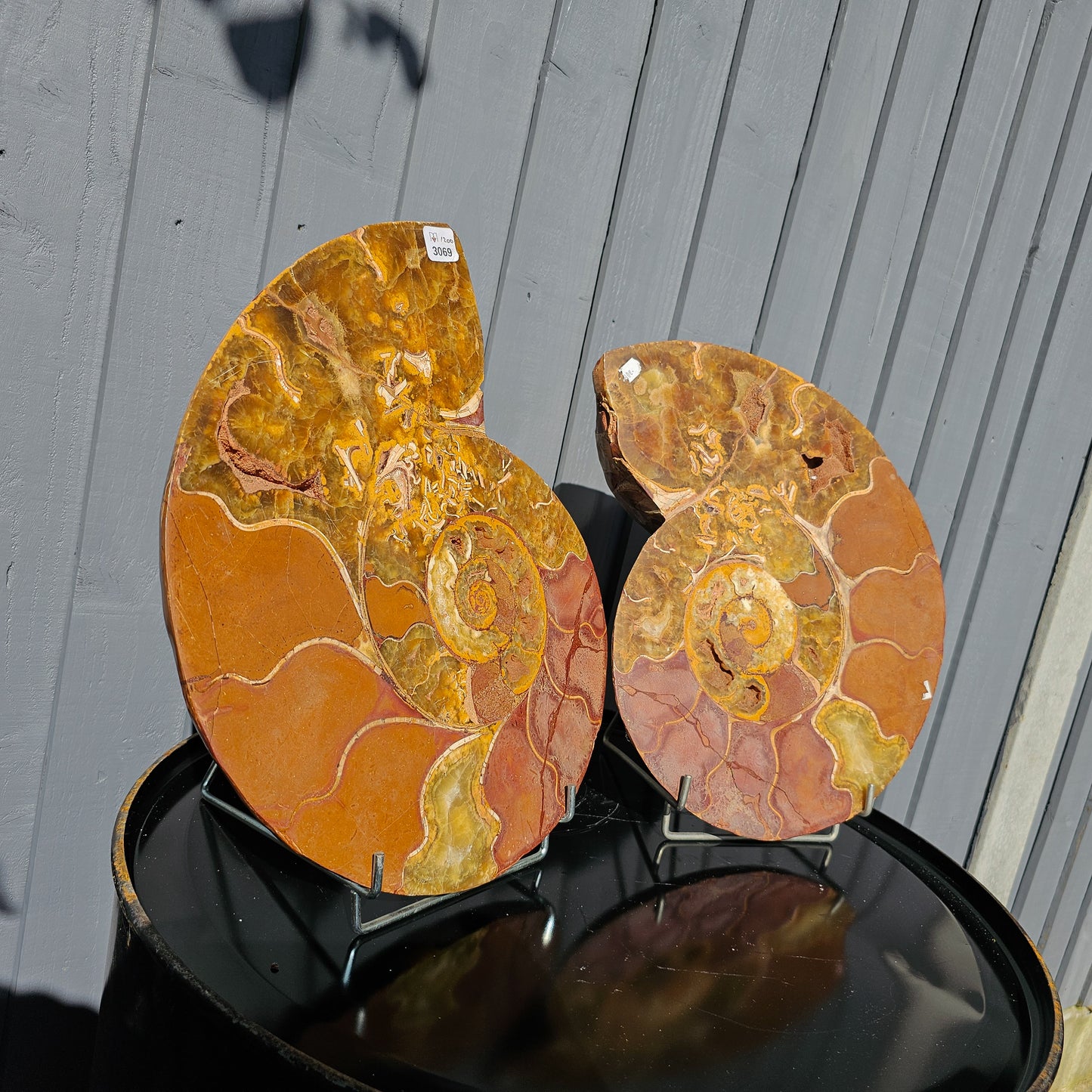 Large Ammonite Fossil Pair