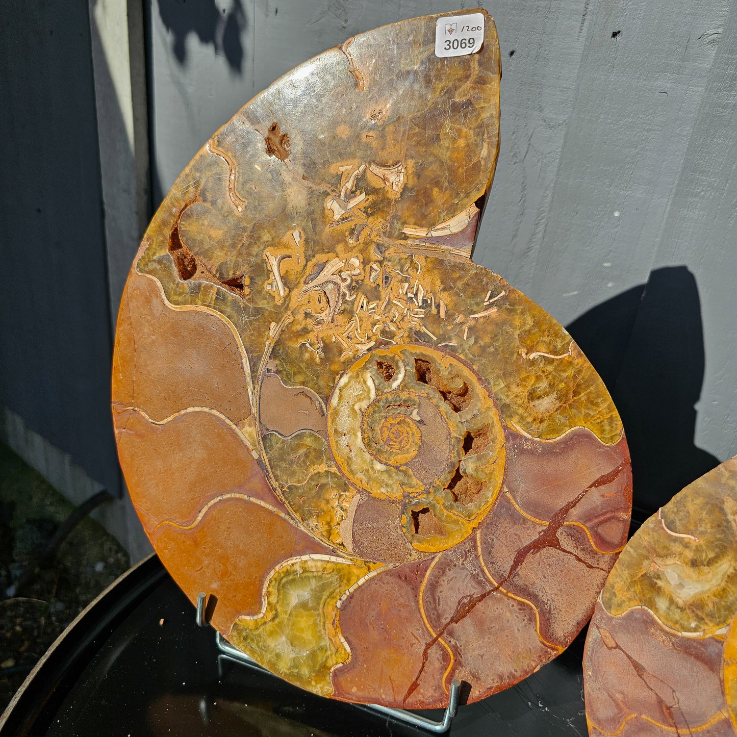 Large Ammonite Fossil Pair