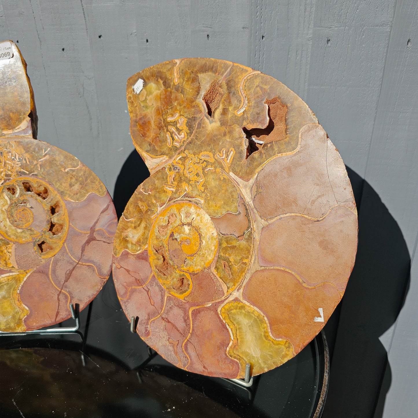 Large Ammonite Fossil Pair