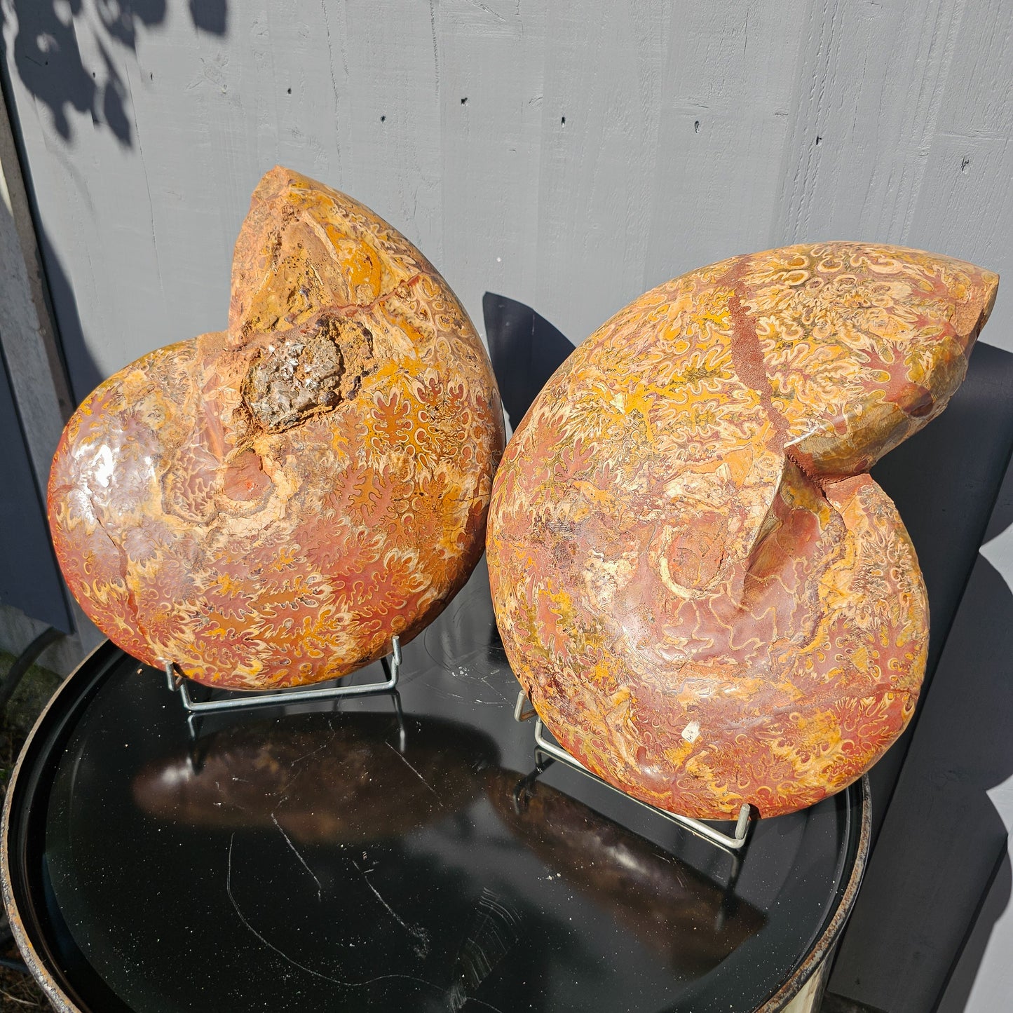 Large Ammonite Fossil Pair